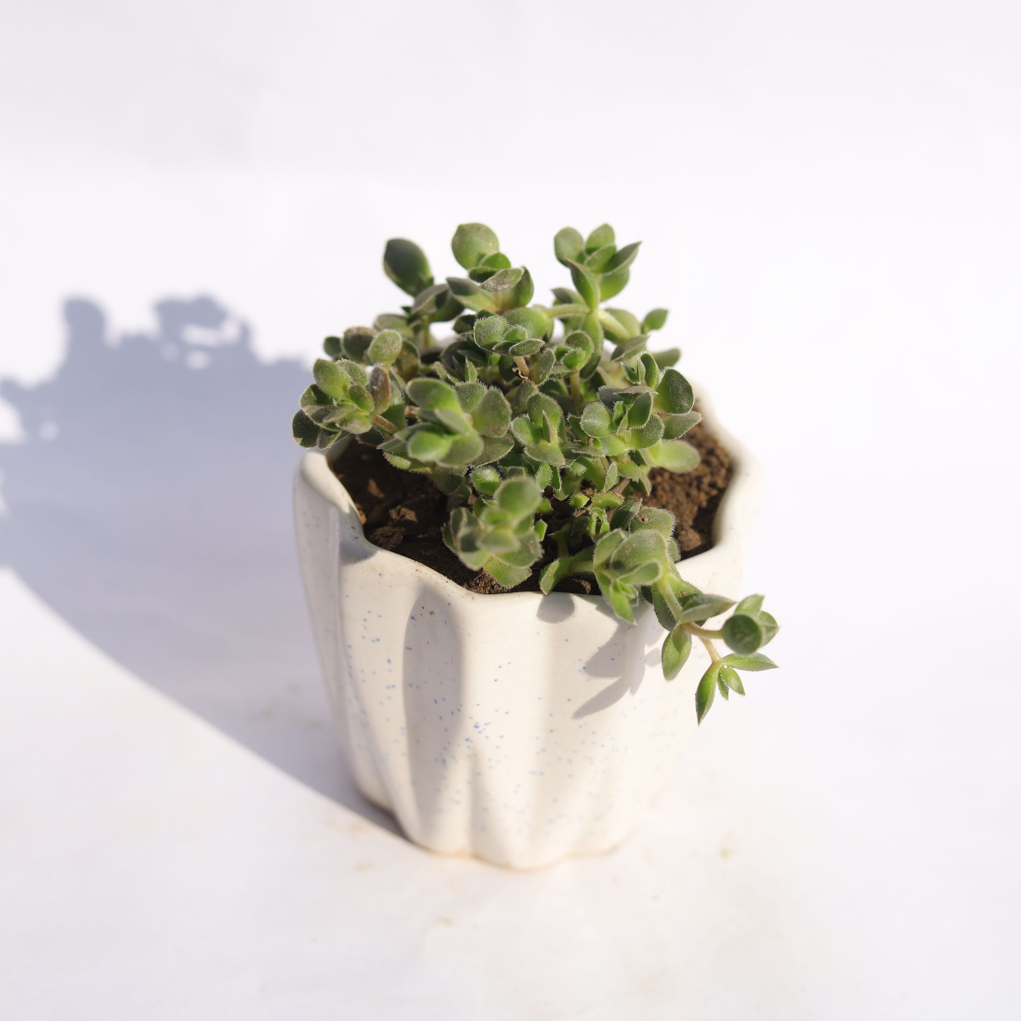 Crassula David Succulent in 4 Inch Vibrant White Ripple Ceramic Planter