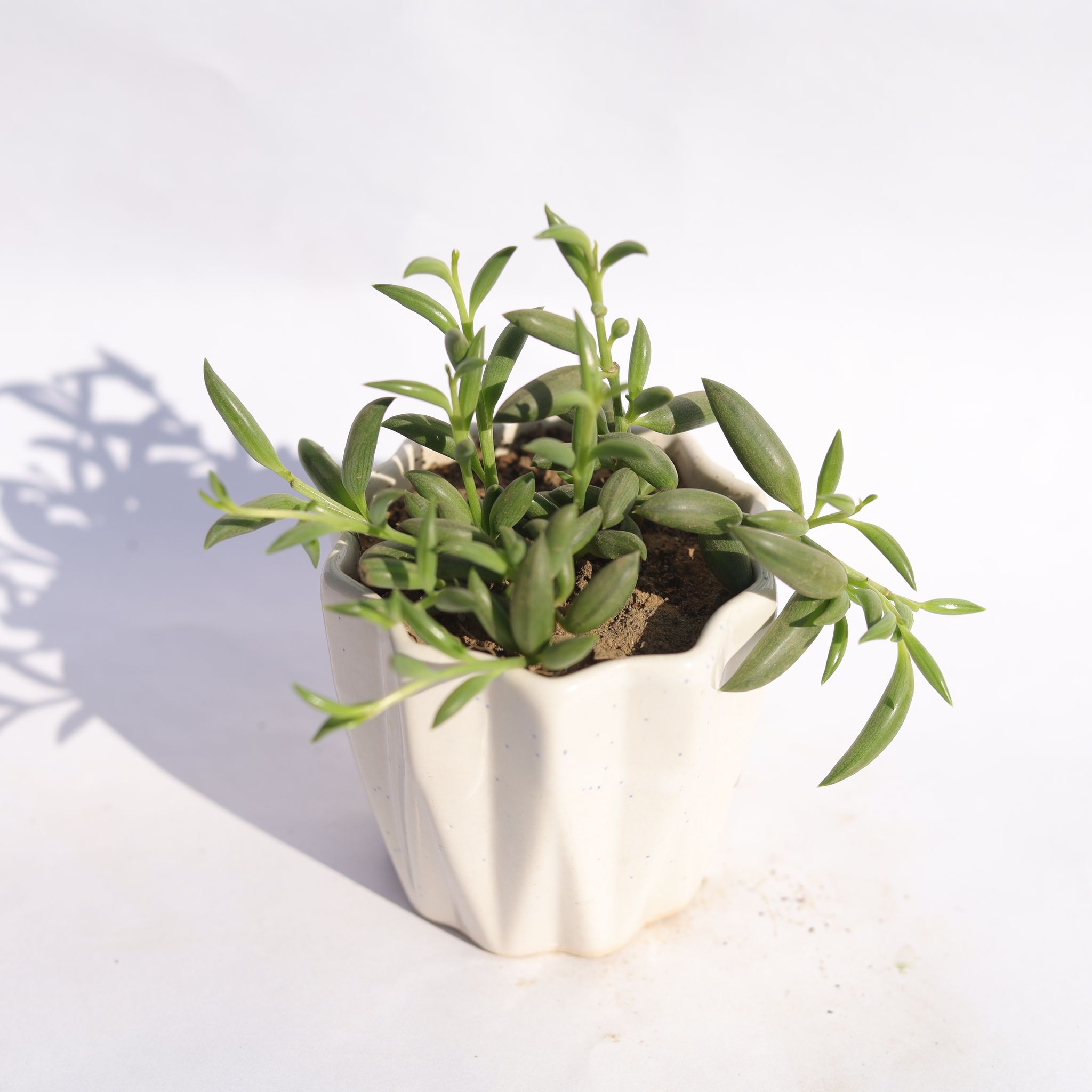 String of Banana in 4 Inch Vibrant White Ripple Ceramic Planter