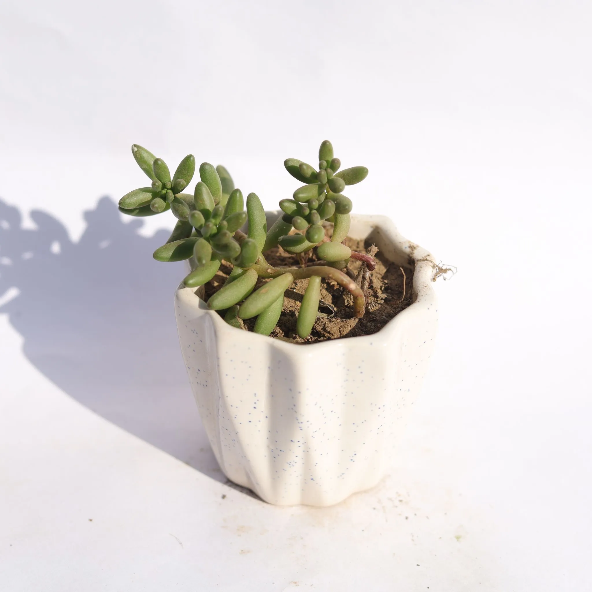 Jelly Bean Succulent in 4 Inch Vibrant White Ripple Ceramic Planter