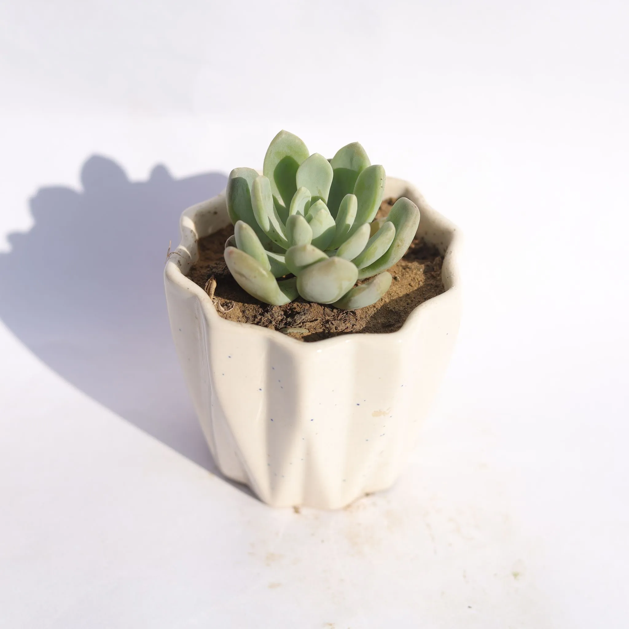 Echeveria Albicans Succuelnt in 4 Inch Vibrant White Ripple Ceramic Planter