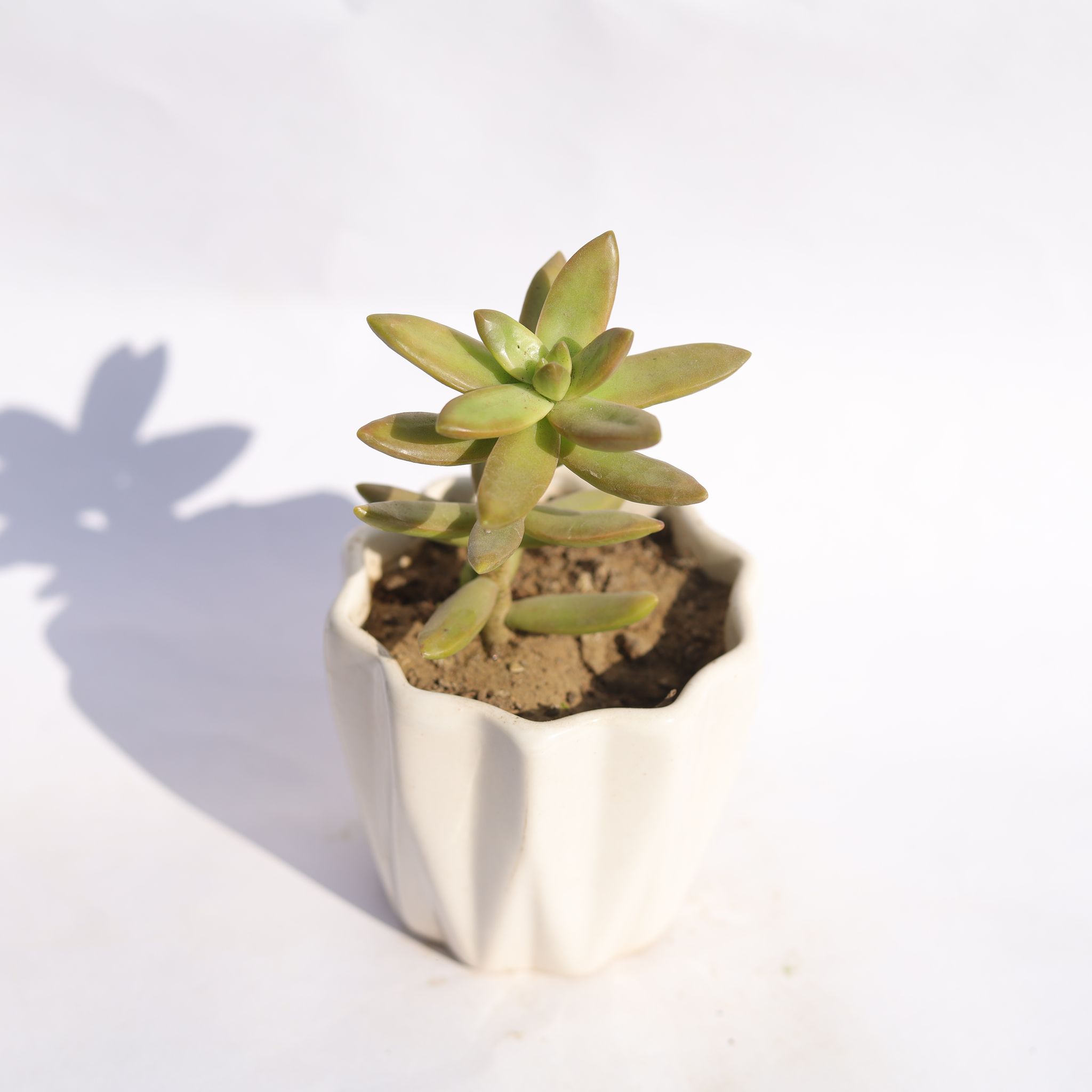 Sedum Adolphi in 4 Inch Vibrant White Ripple Ceramic Planter