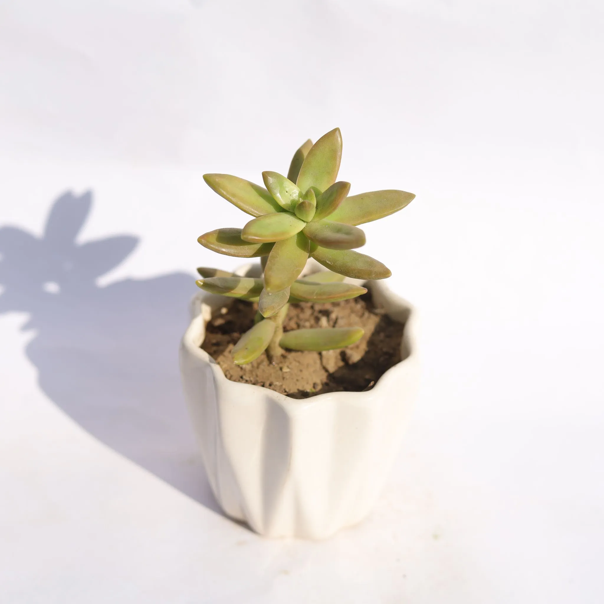 Sedum Adolphi in 4 Inch Vibrant White Ripple Ceramic Planter