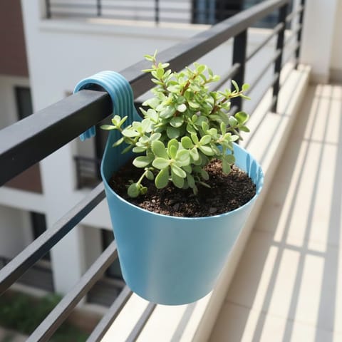 Jade Pune in 8 Inch Live Plant Blue Marble Single Hook Hanging Plastic Pot