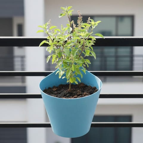 Rama Tulsi in 8 Inch Blue Marble Single Hook Hanging Plastic Pot