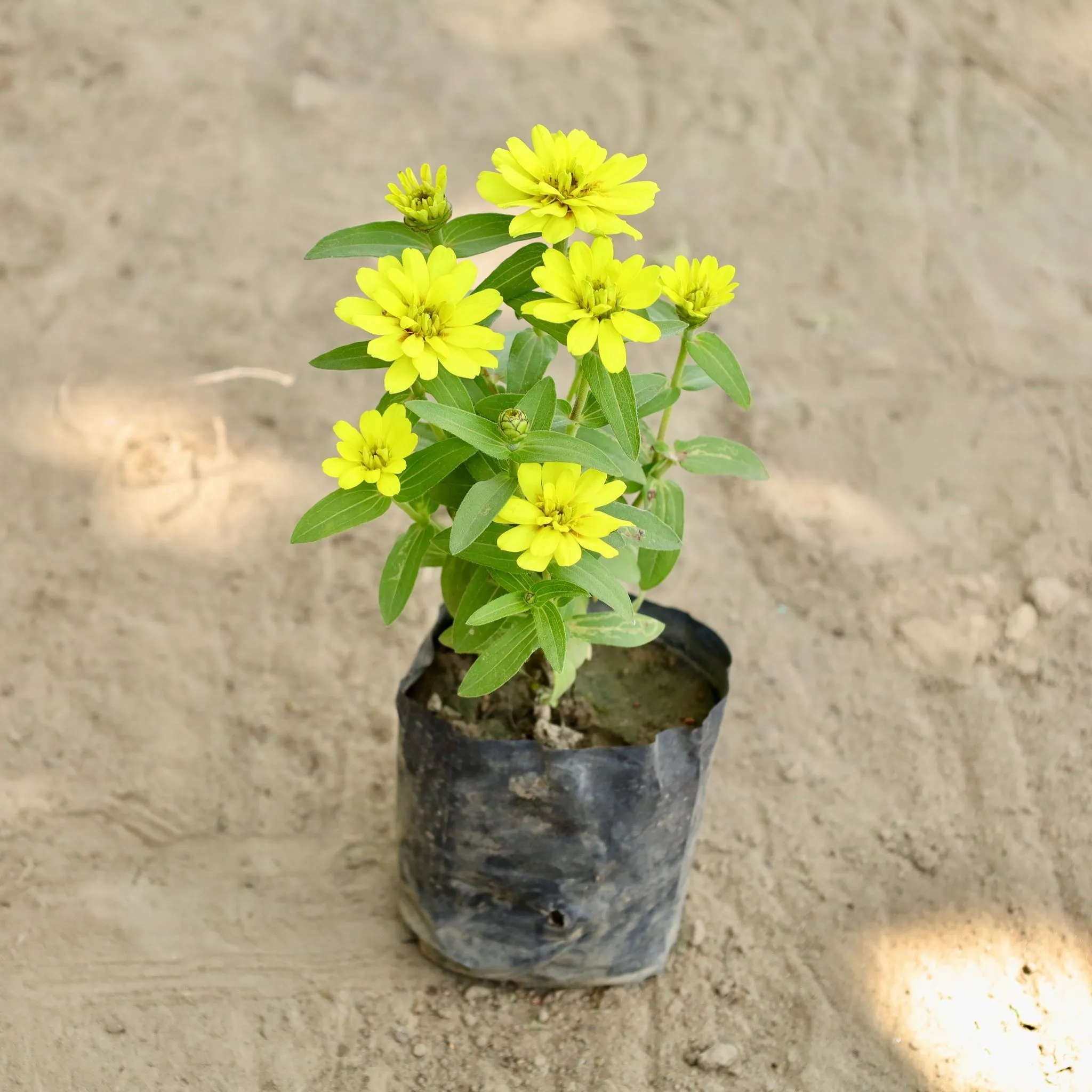 Zinnia (any colour) in 3 Inch Nursery Bag