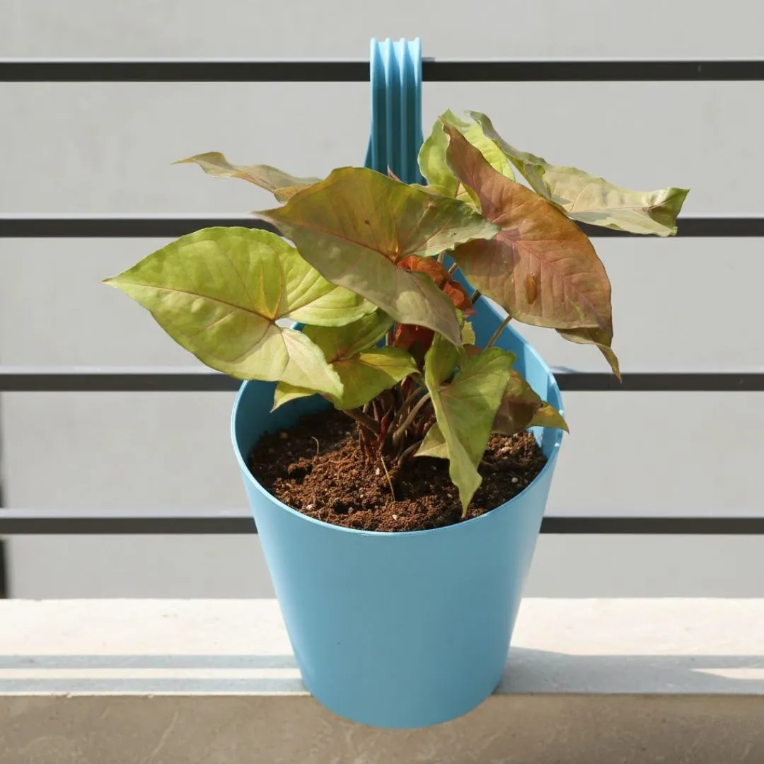 Syngonium Brown in 8 Inch Blue Marble Single Hook Hanging Plastic Pot