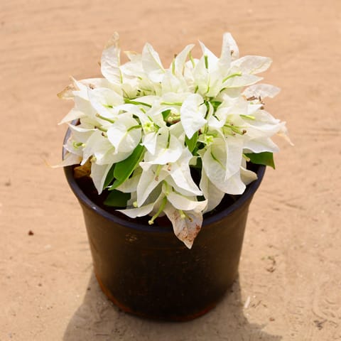 Bougainvillea Dwarf White in 5 Inch Live Plant Nursery Pot