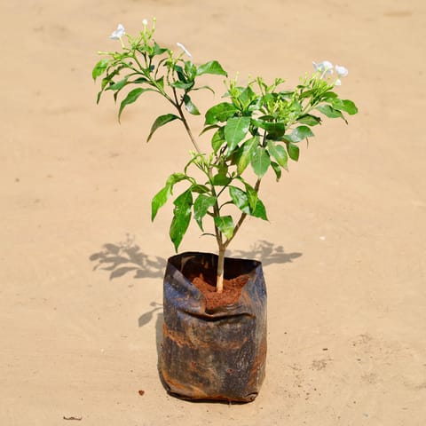 Double Tagar / Jasmine in 6 Inch Nursery Bag