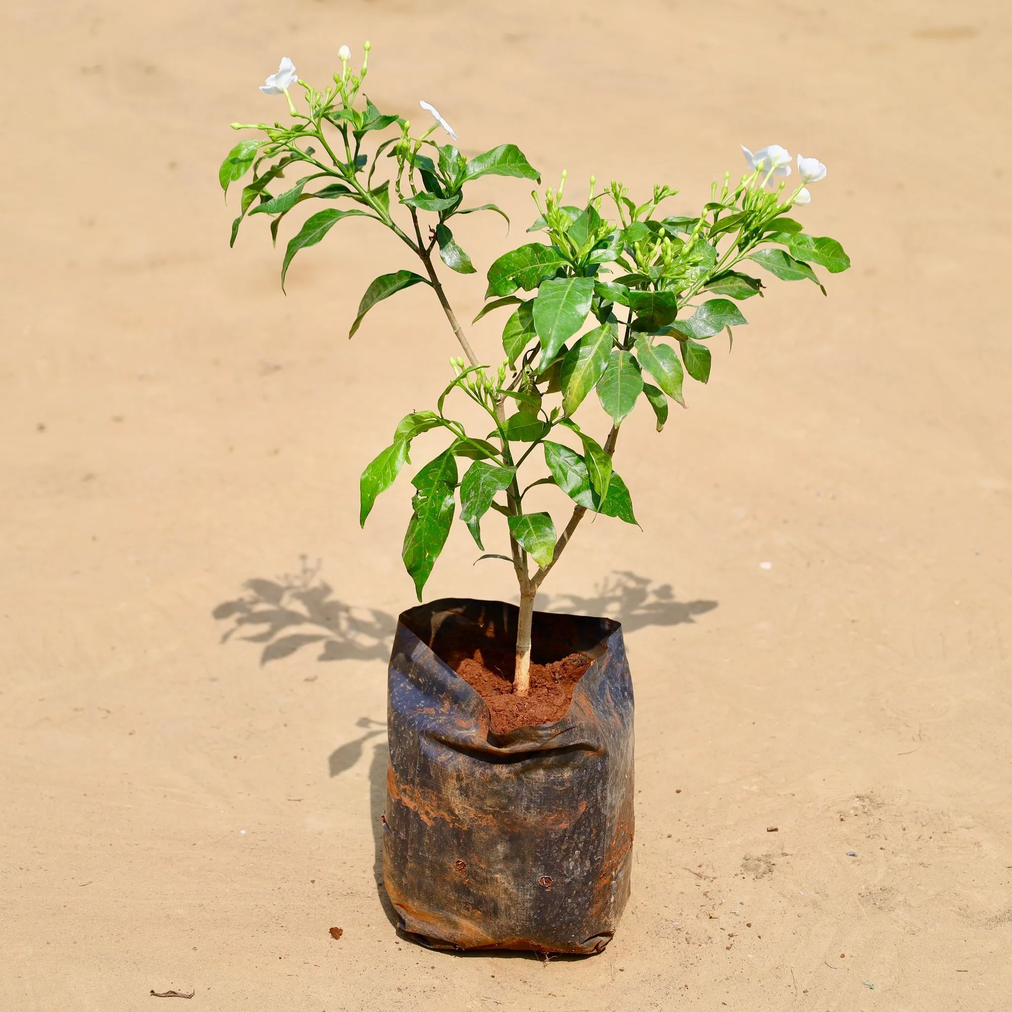 Double Tagar / Jasmine in 6 Inch Nursery Bag