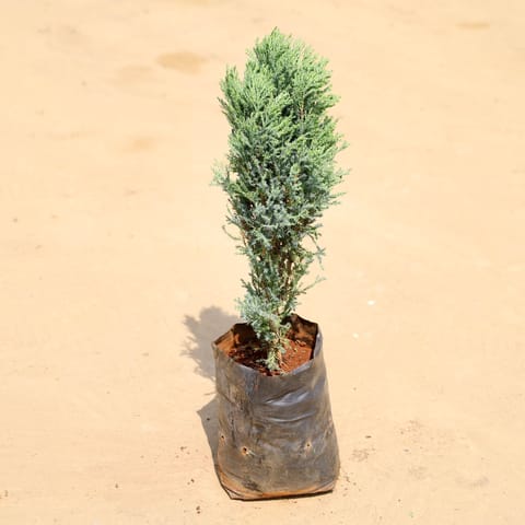 Cypress Green in 6 Inch Nursery Bag