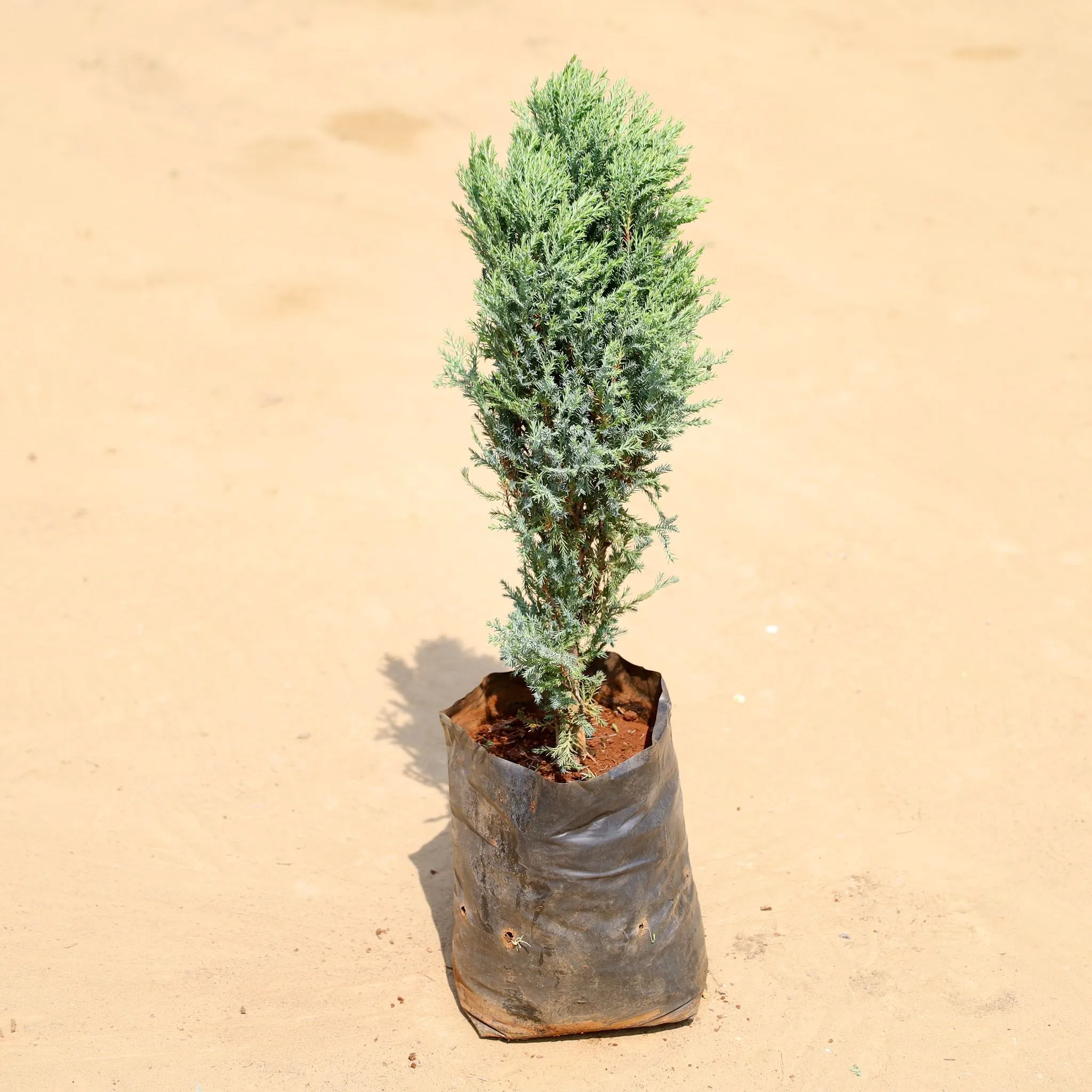 Cypress Green (~1.5 Ft) in 6 Inch Nursery Bag