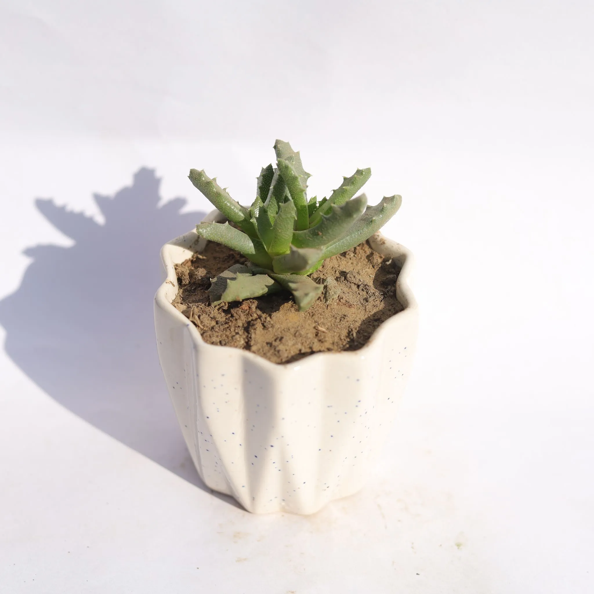 Stomatium Trifarium in 4 Inch Vibrant White Ripple Ceramic Planter