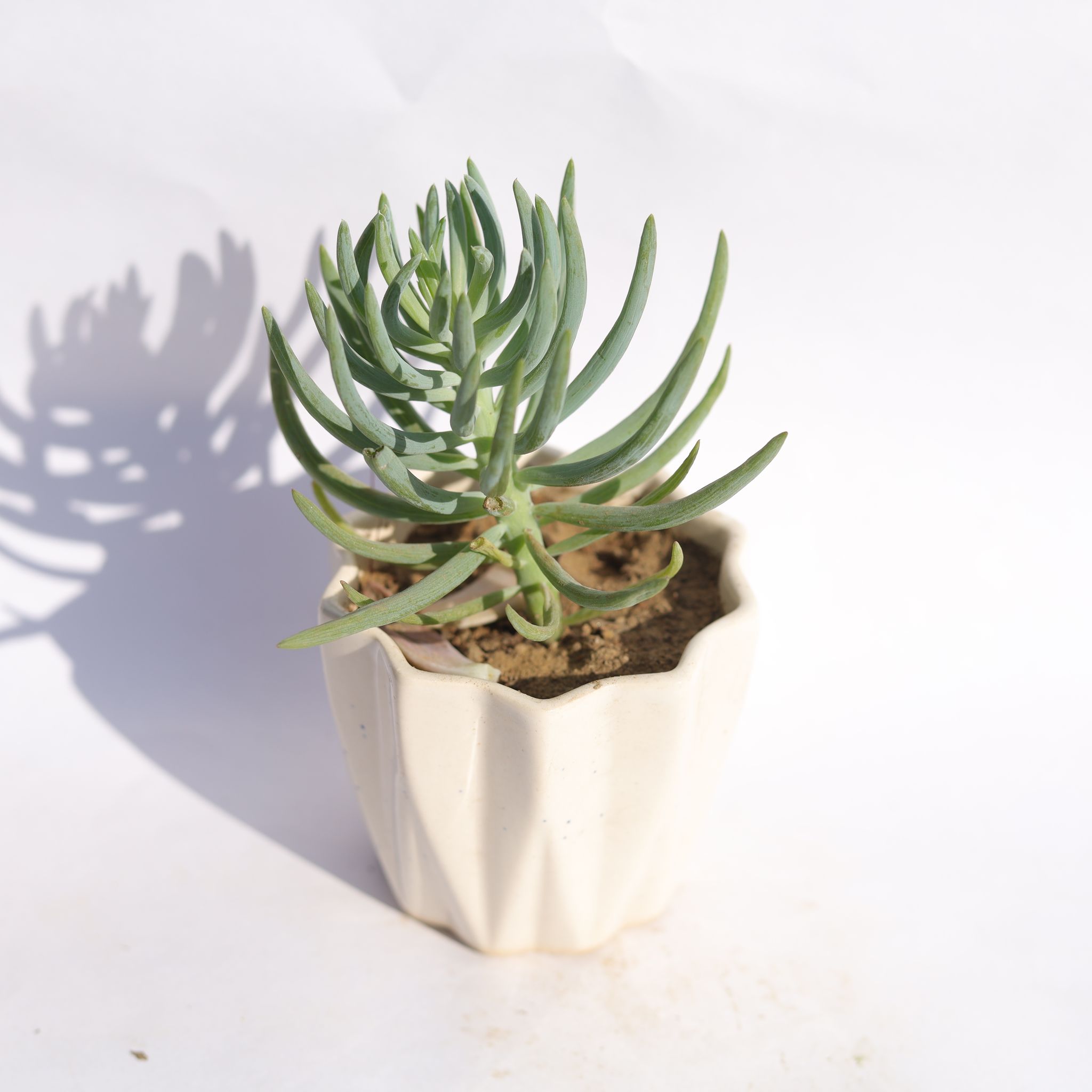 Curio Repens Succulent in 4 Inch Vibrant White Ripple Ceramic Planter