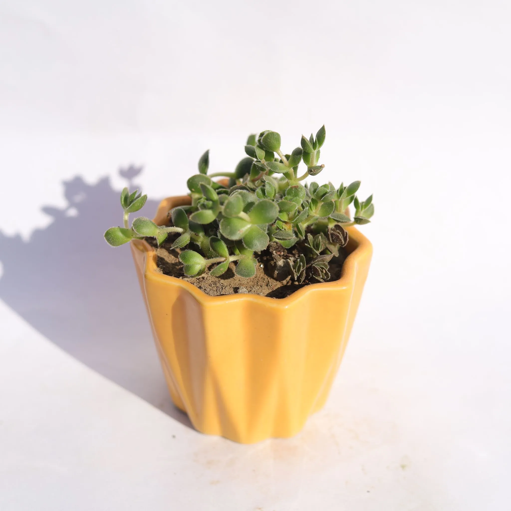 Crassula David Succulent in 3 Inch Vibrant Yellow Ripple Designer Ceramic Pot
