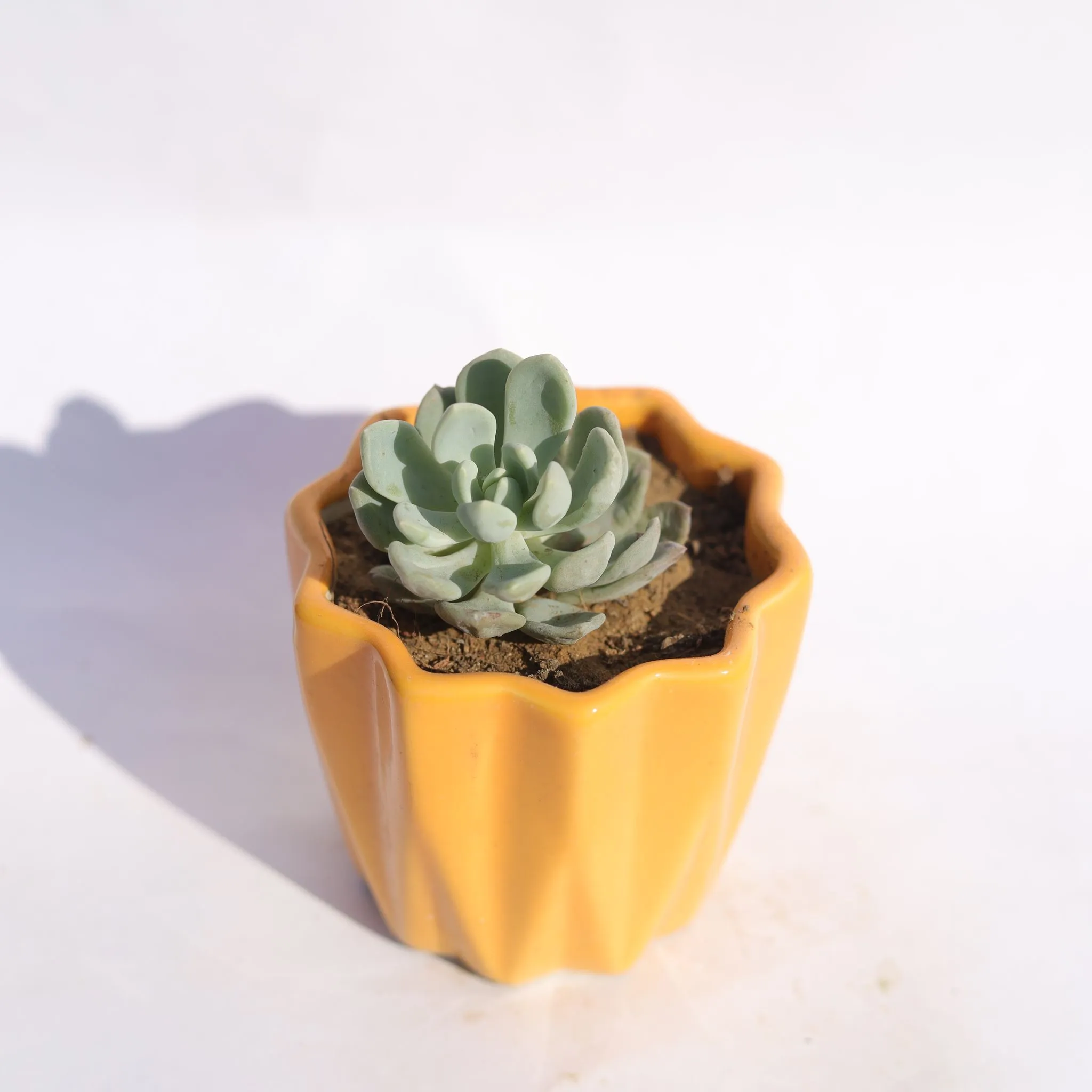 Echeveria Moonglow Succulent in 3 Inch Vibrant Yellow Ripple Designer Ceramic Pot