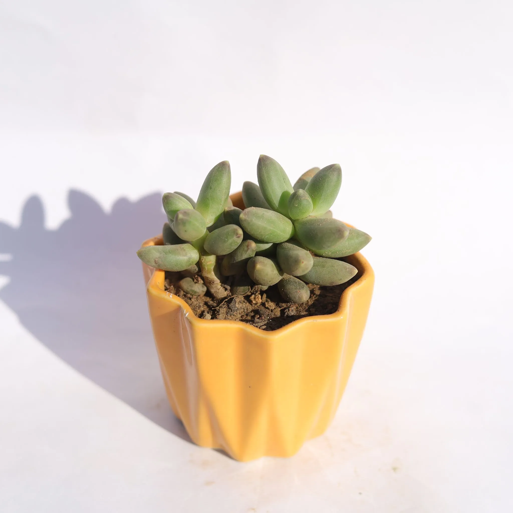 Sedum Robrotinctum Succulent in 3 Inch Vibrant Yellow Ripple Designer Ceramic Pot