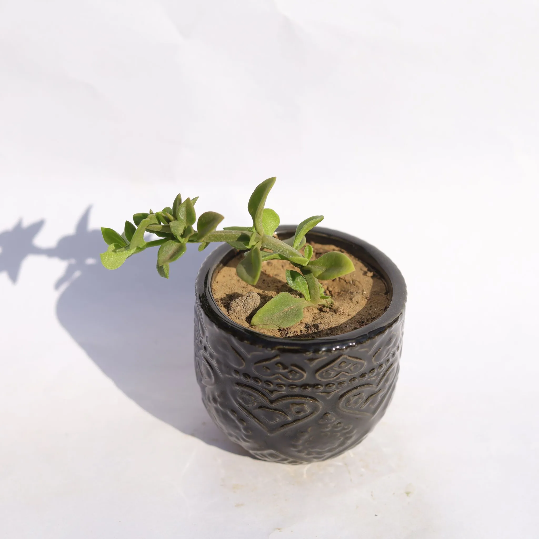 Baby Sun Rose (Any Colour) in 3.5 Inch Black 3D Heart Handcrafted Textured Ceramic Pot Minimalist Glossy Succulent Pot, Indoor Flower Pot for Home and Office D cor