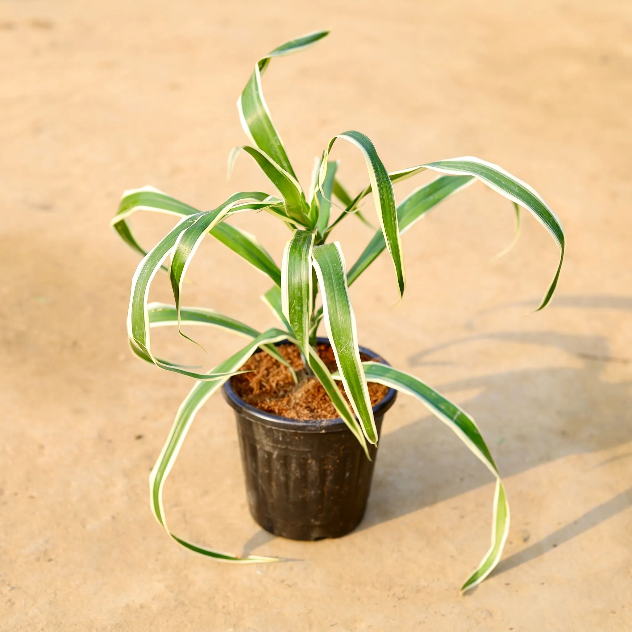 Dracaena Jamaica / Song of Jamaica in 6 Inch Black Super Nursery Pot