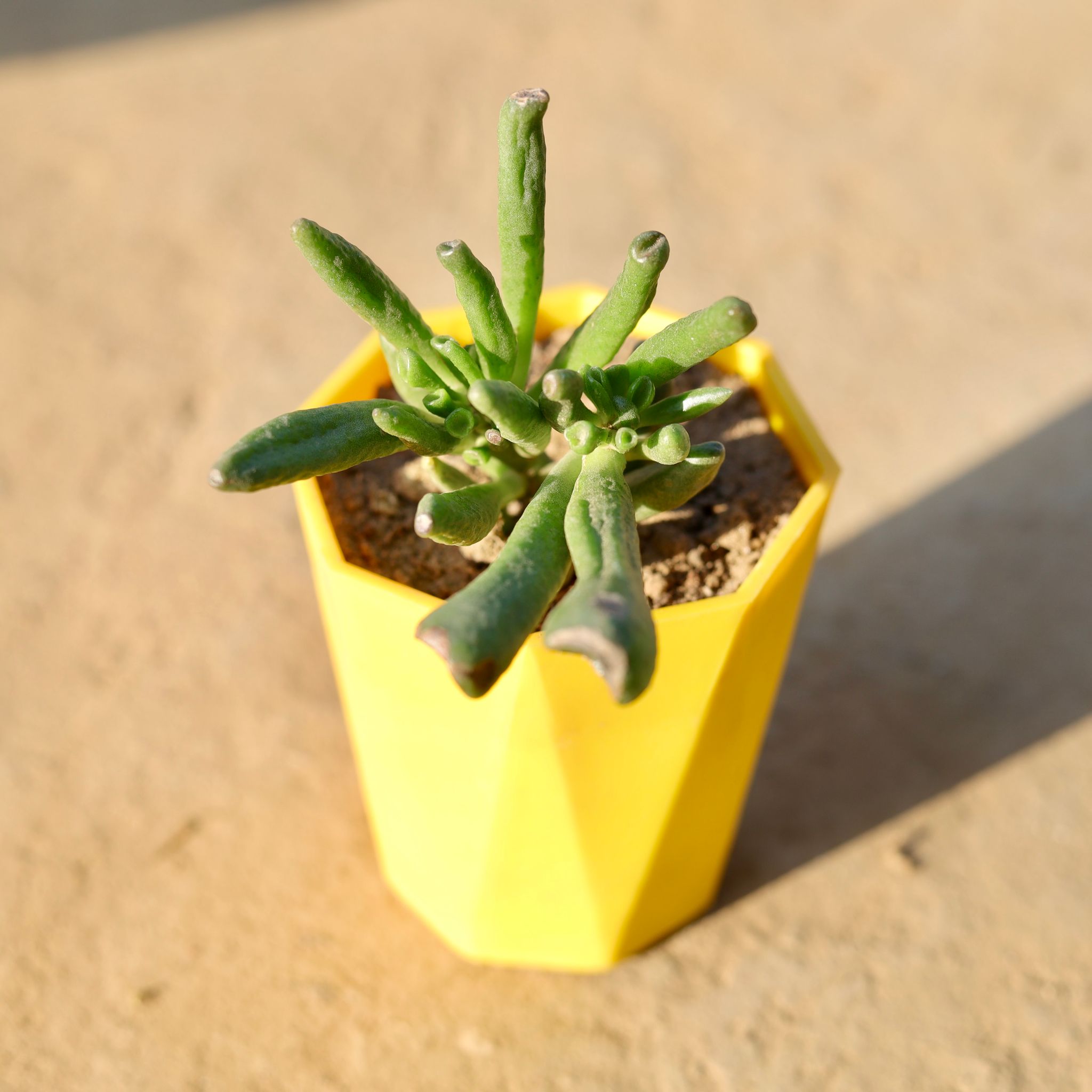 Crassula Gollum Succulent in 4 Inch Yellow Premium Diamanti Plastic Pot