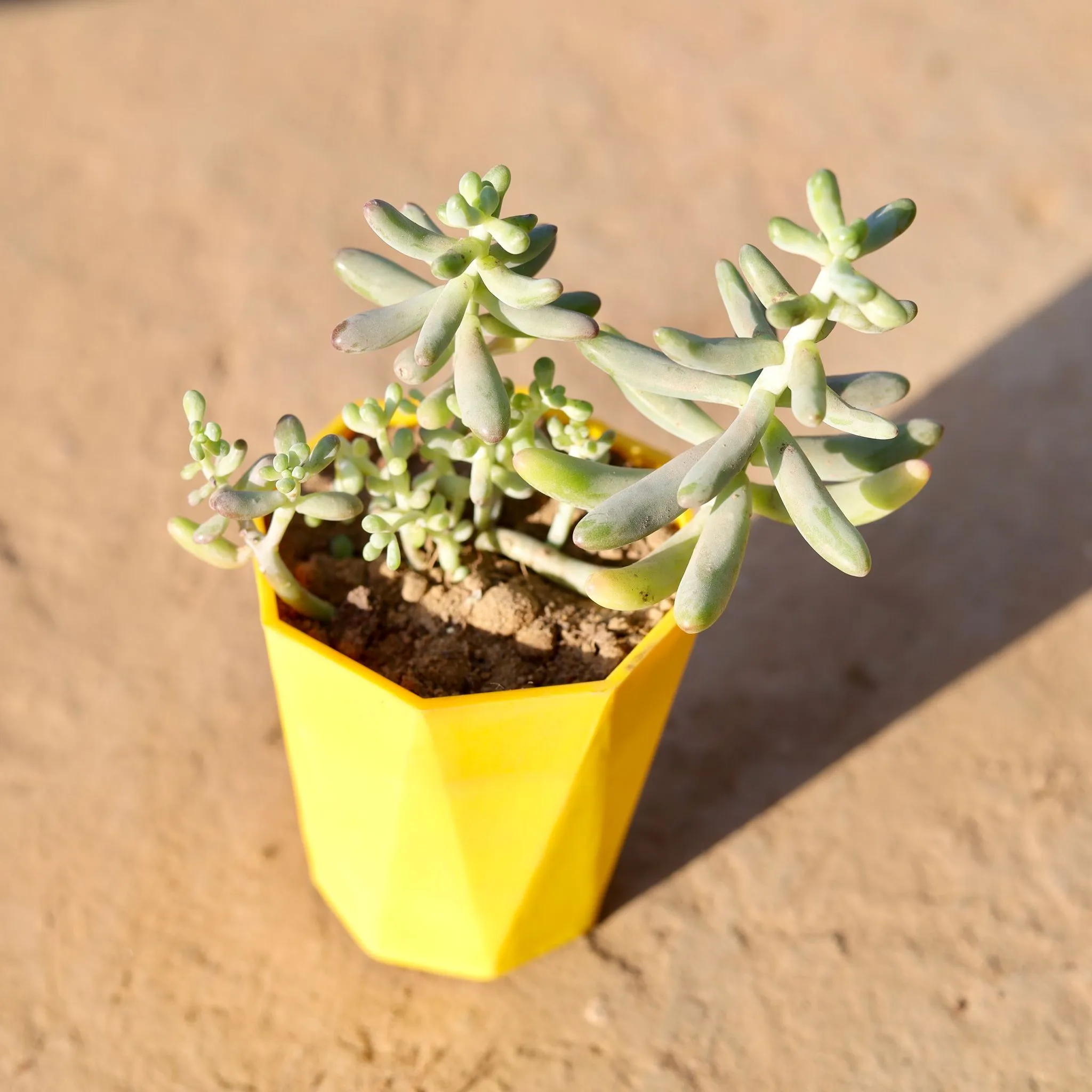 Jelly Bean Succulent in 4 Inch Yellow Premium Diamanti Plastic Pot