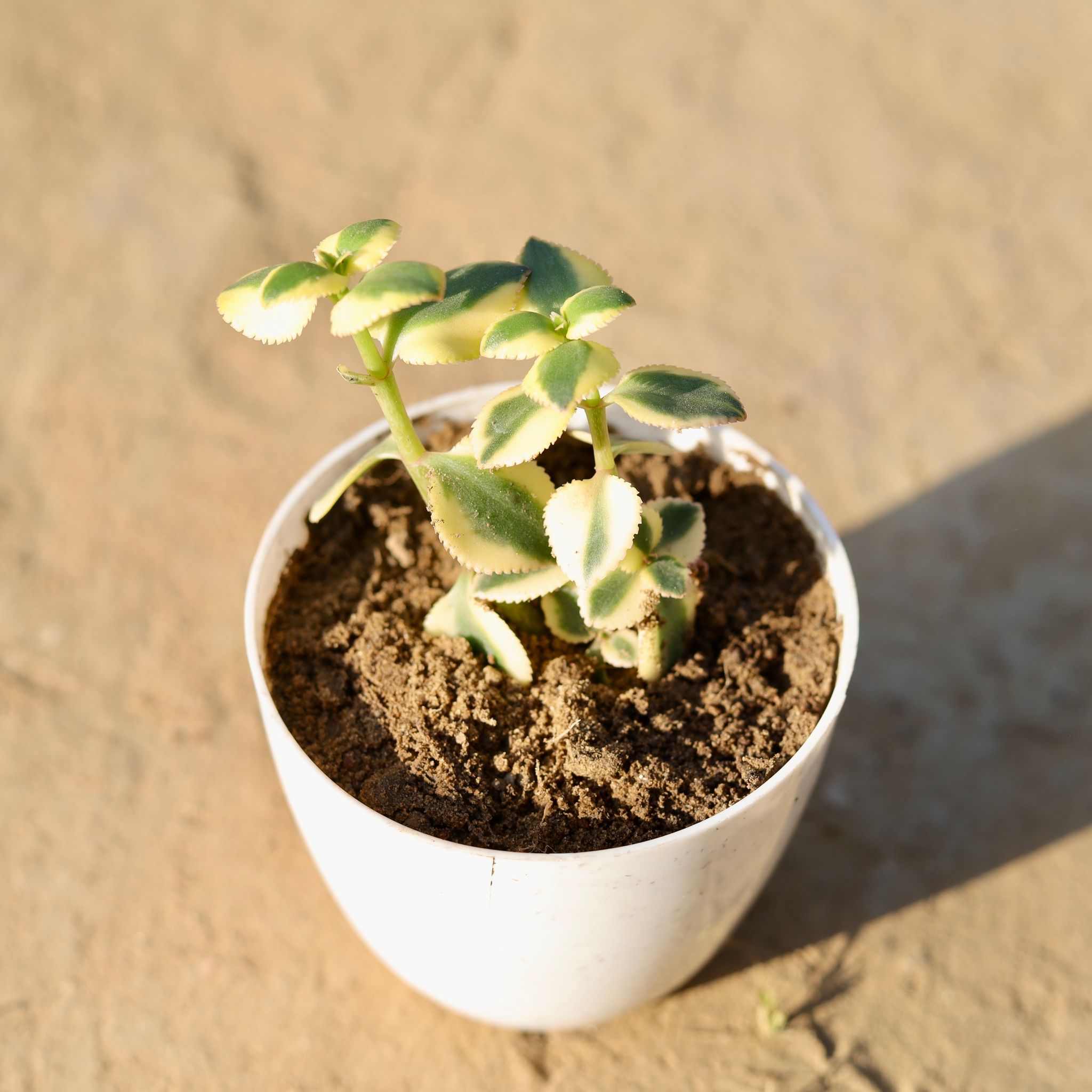 Crassula Sarmentosa in 4 Inch Yellow Premium Diamanti Plastic Pot