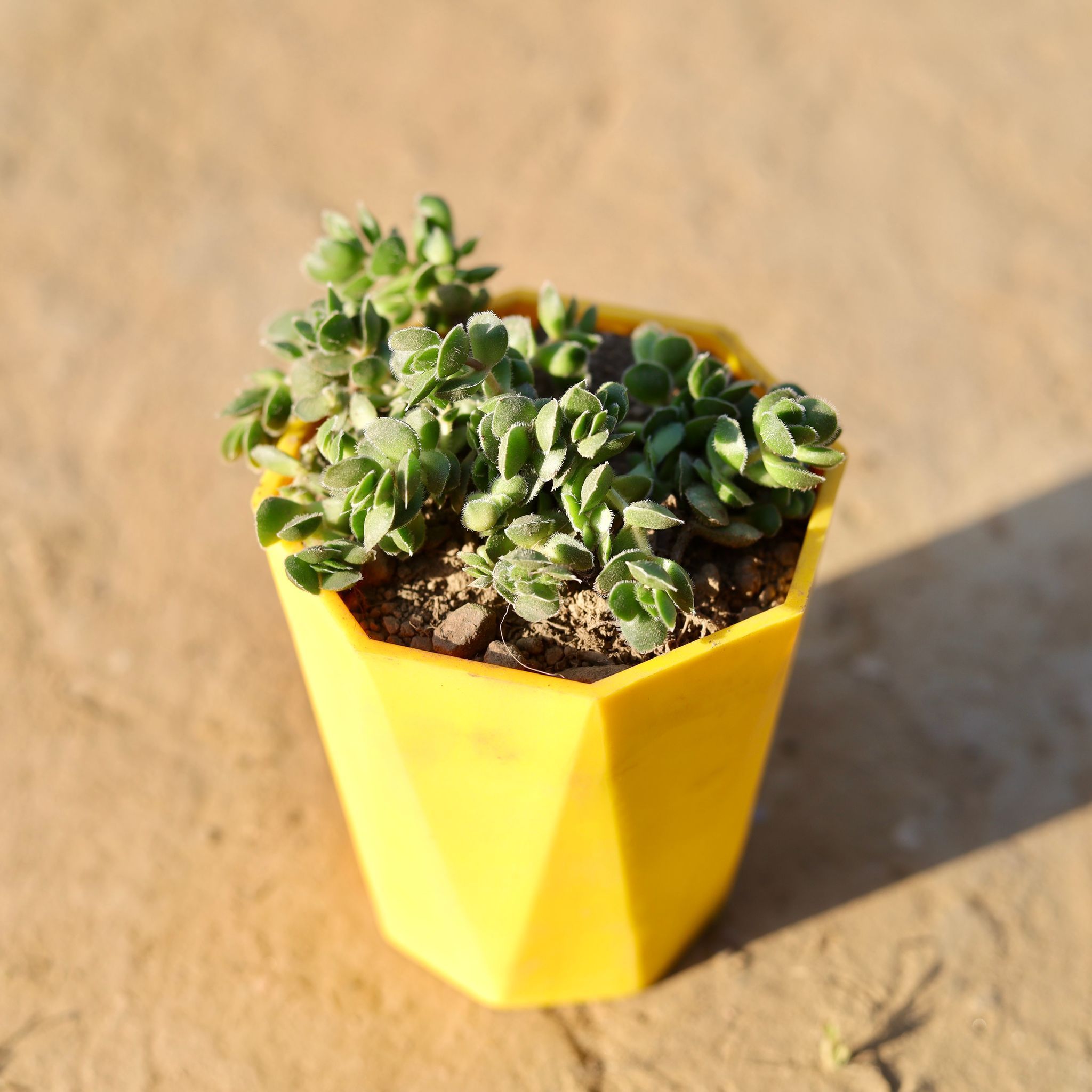 Crassula David Succulent in 4 Inch Yellow Premium Diamanti Plastic Pot