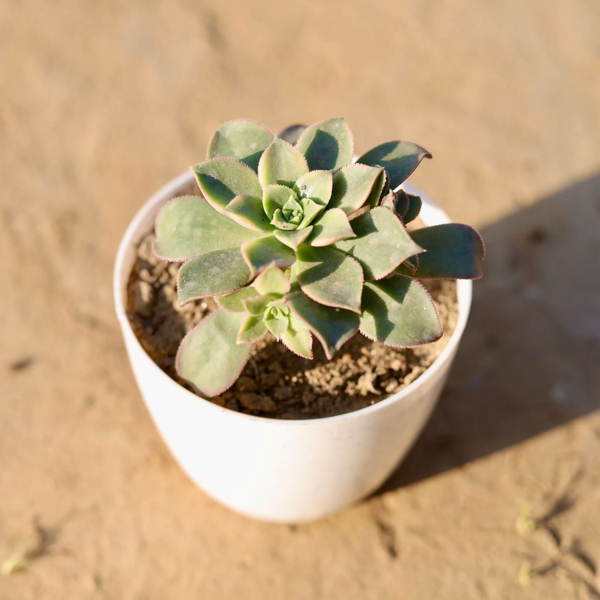 Ghost Plant / Mother of Pearl Plant in 4 Inch White Premium Orchid Round Plastic Pot
