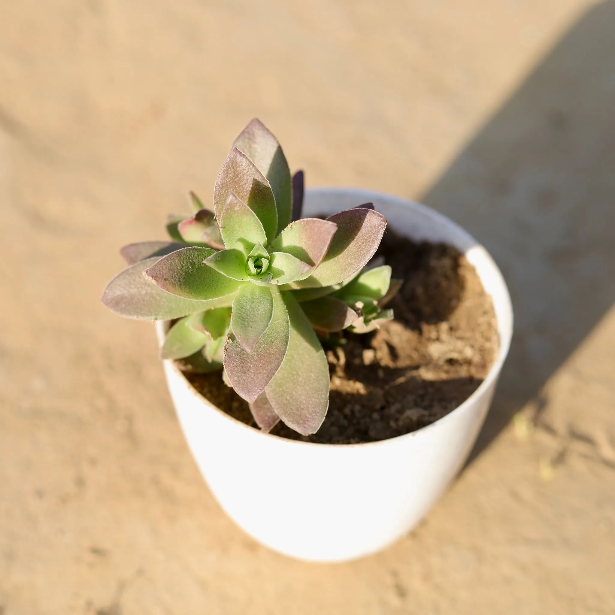Echeveria Perle Von Nurnberg Succulent in 4 Inch White Premium Orchid Round Plastic Pot