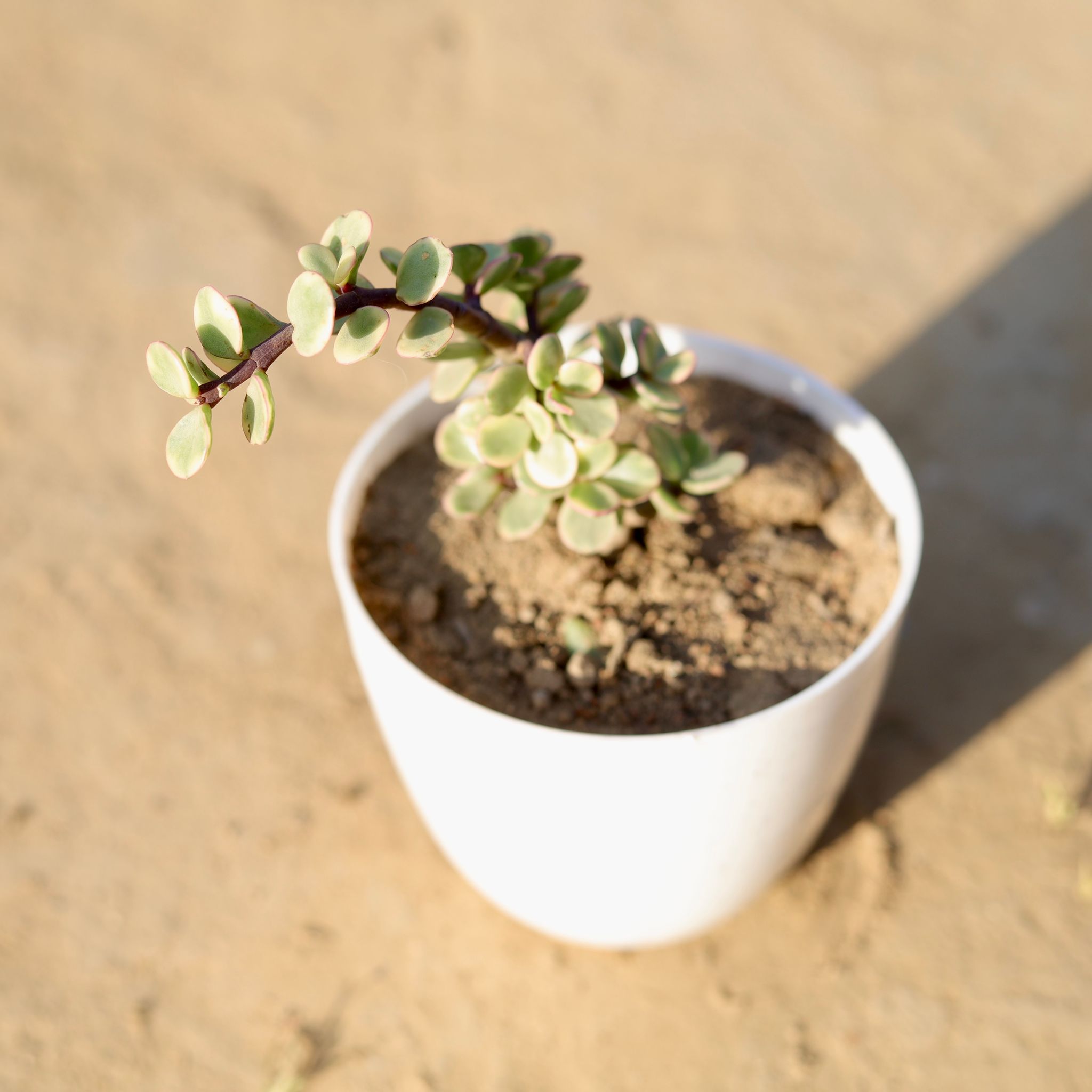 Jade Variegated in 4 Inch White Premium Orchid Round Plastic Pot