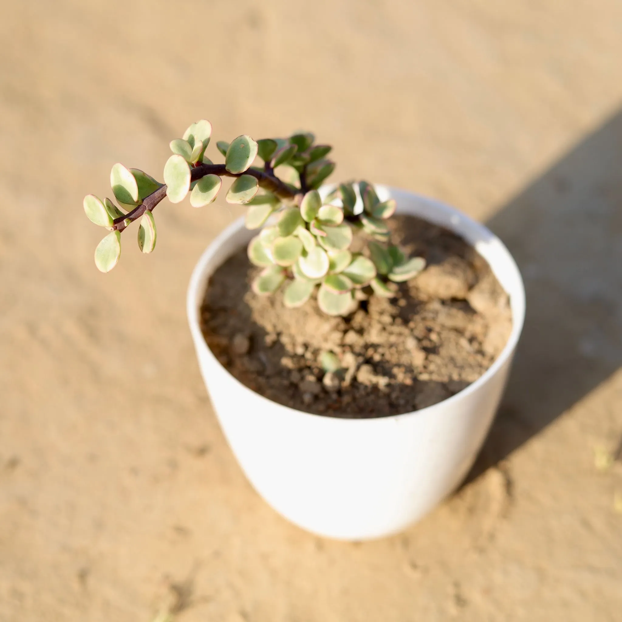 Jade Variegated in 4 Inch White Premium Orchid Round Plastic Pot