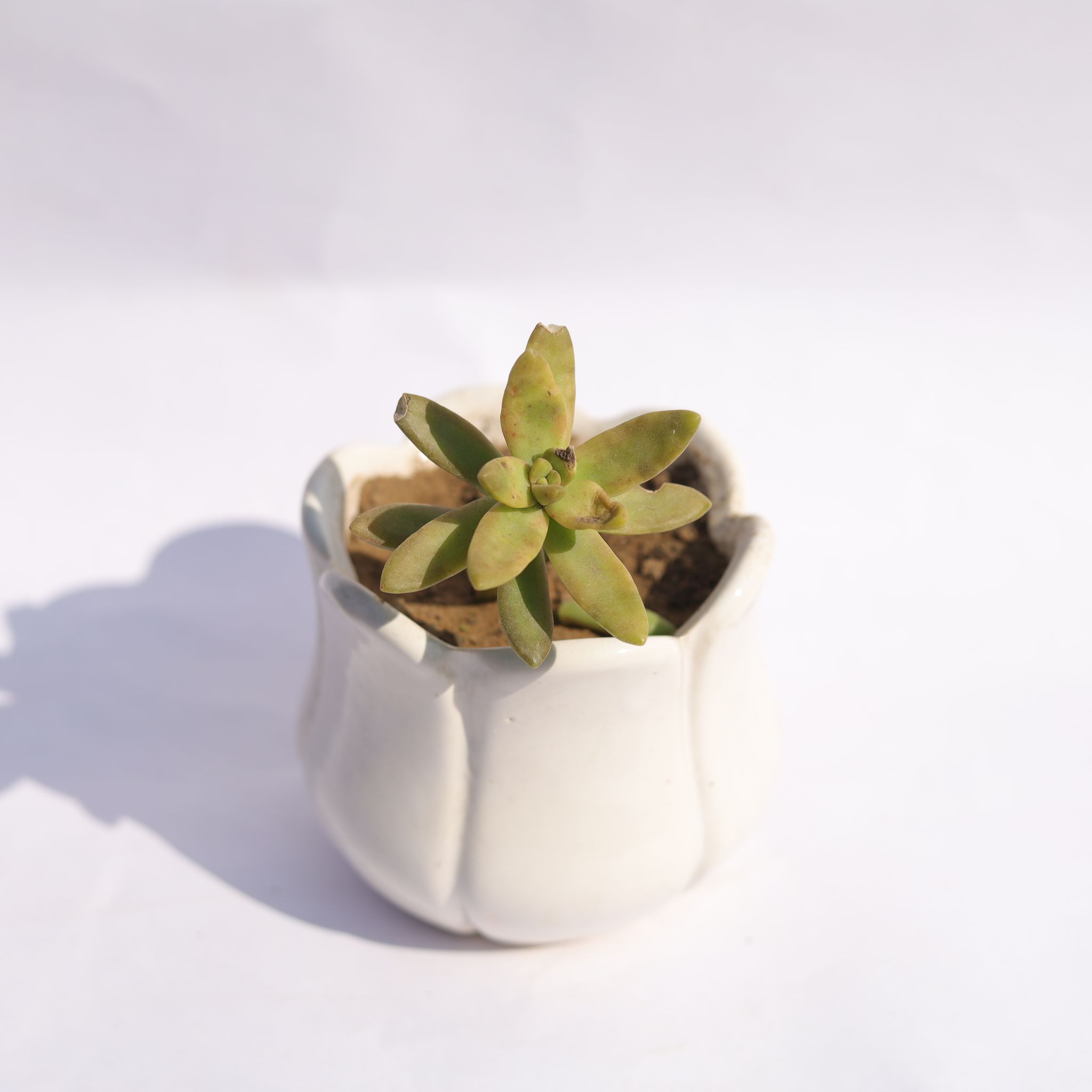Sedum Adolphi in 3.5 Inch White Tulip Ceramic Pot