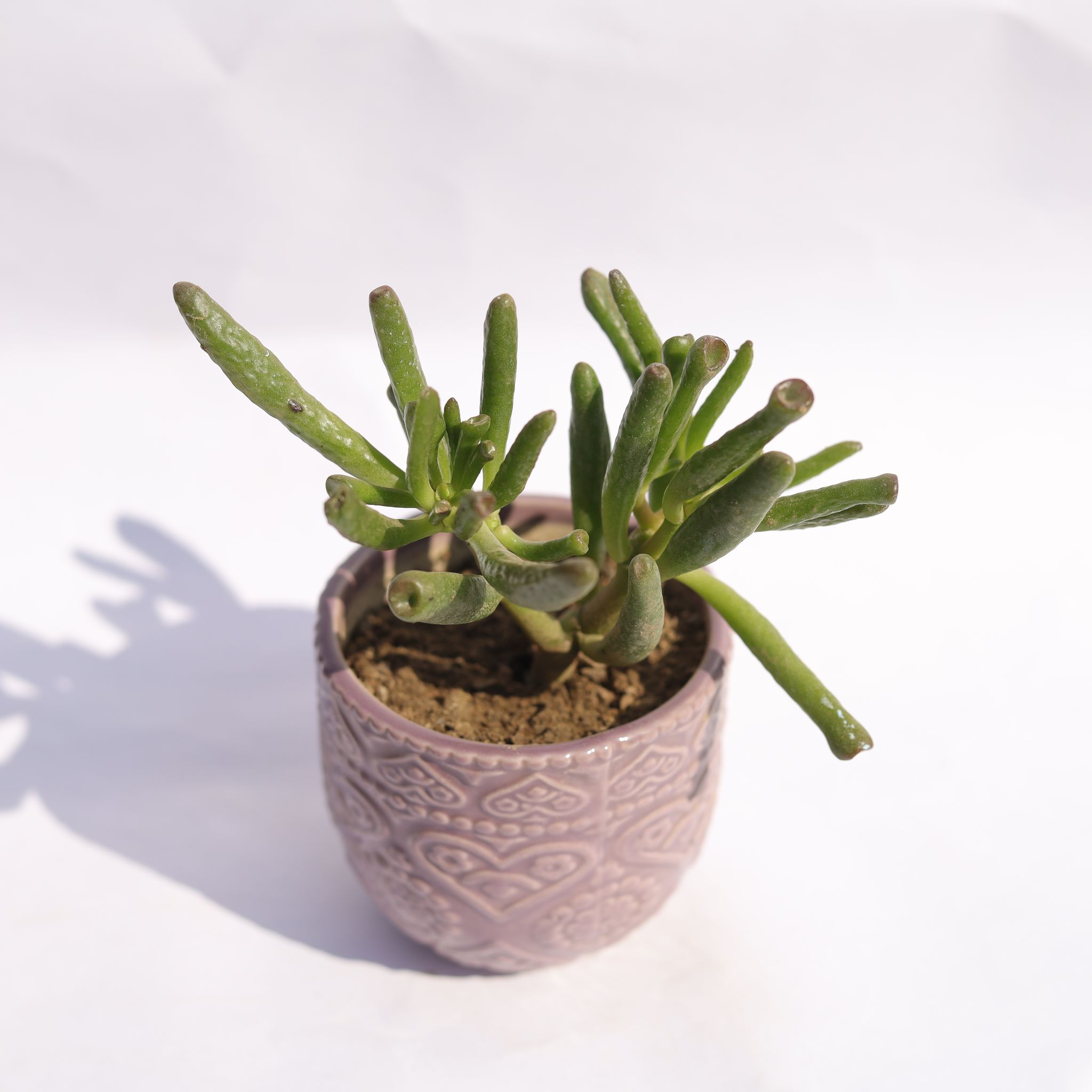Crassula Jade Gollum / Finger Succulent in 3.5 Inch Purple 3D Heart Handcrafted Textured Ceramic Pot  Minimalist Glossy Succulent Pot, Indoor Flower Pot for Home and Office D cor