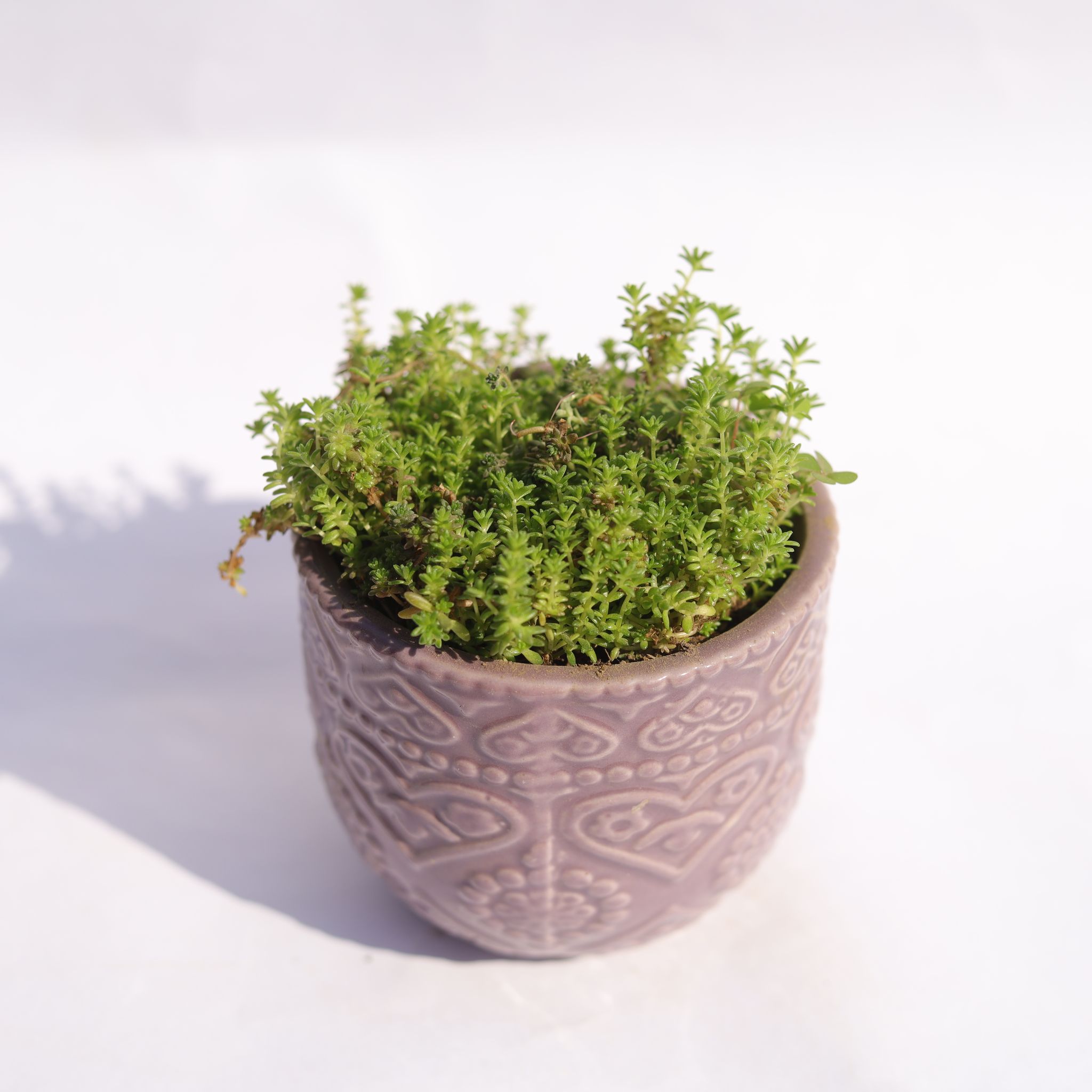 Moss Green Succulent in 3.5 Inch Purple 3D Heart Handcrafted Textured Ceramic Pot  Minimalist Glossy Succulent Pot, Indoor Flower Pot for Home and Office D cor