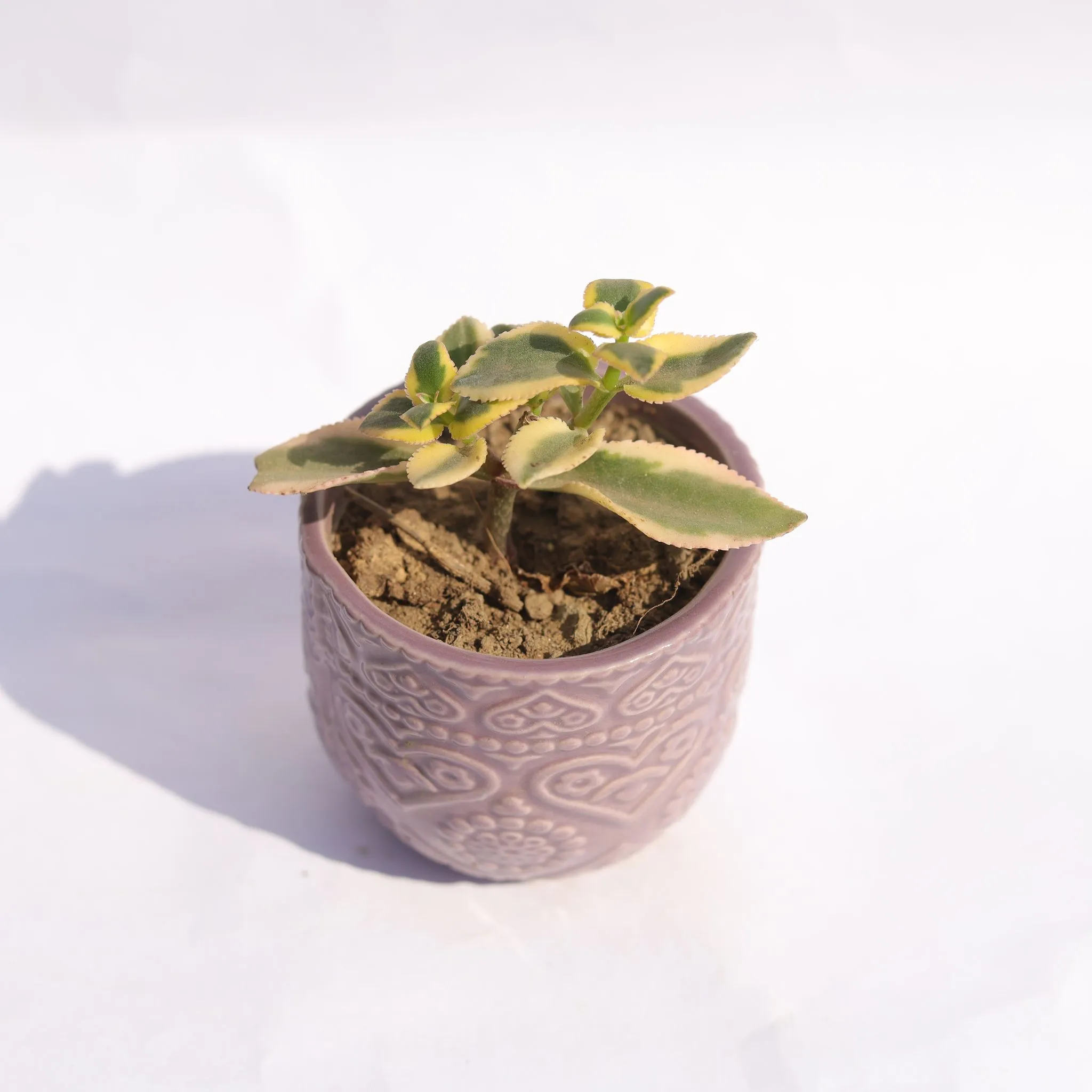Crassula Sarmentosa in 3.5 Inch Purple 3D Heart Handcrafted Textured Ceramic Pot  Minimalist Glossy Succulent Pot, Indoor Flower Pot for Home and Office D cor