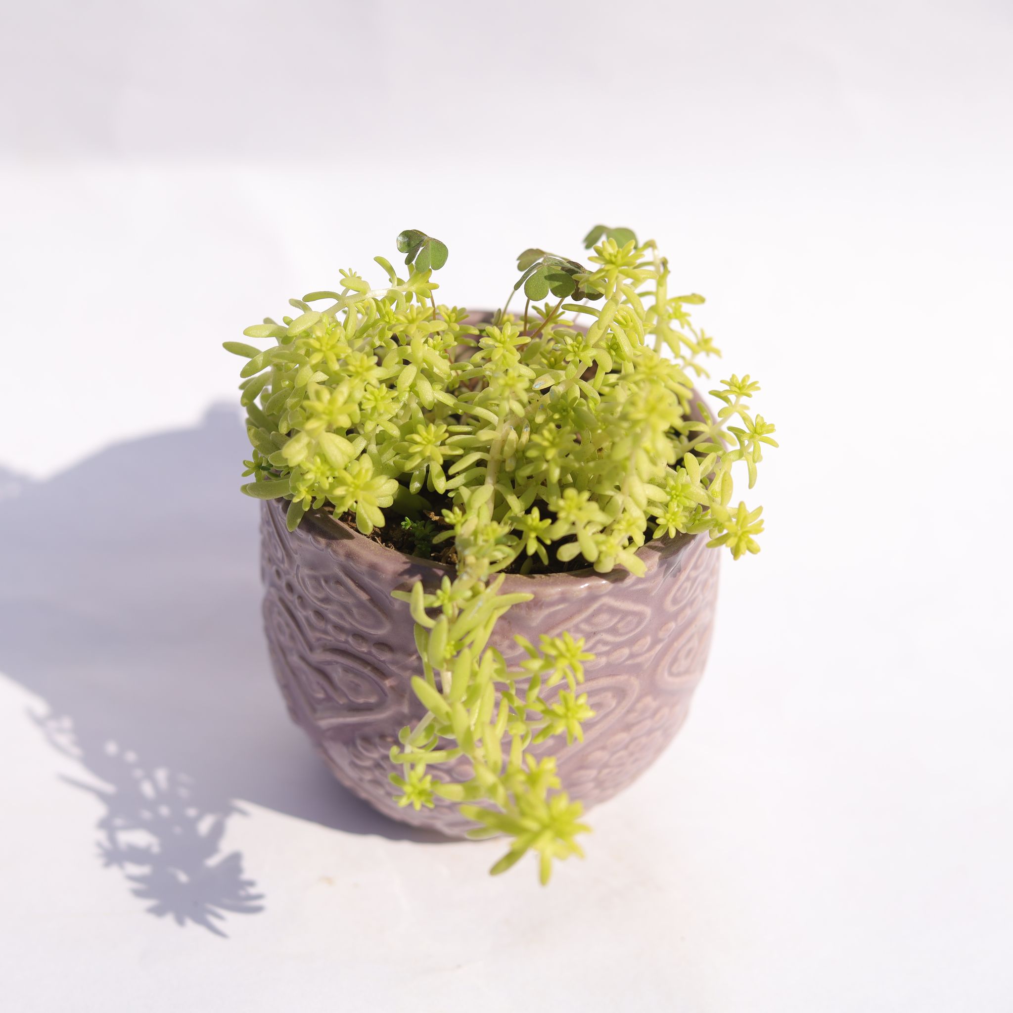 Sedum Japonica in 3.5 Inch Purple 3D Heart Handcrafted Textured Ceramic Pot  Minimalist Glossy Succulent Pot, Indoor Flower Pot for Home and Office D cor