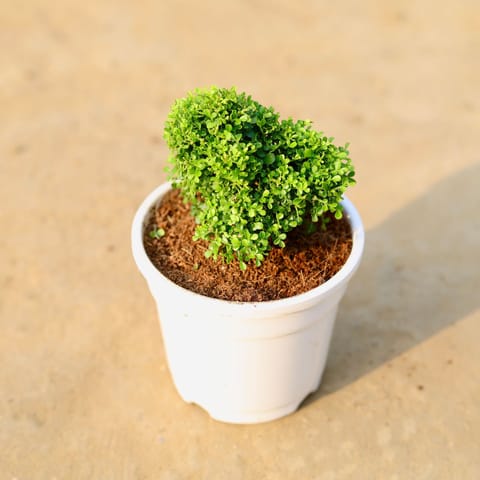 Fragrant Table Kamini Ball in 4 Inch White Nursery Pot