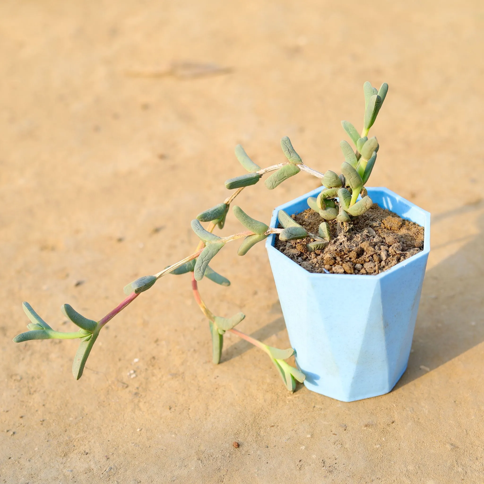 Corpuscularia Lehmannii Succulent in 4 Inch Blue Marble Premium Diamanti Plastic Pot