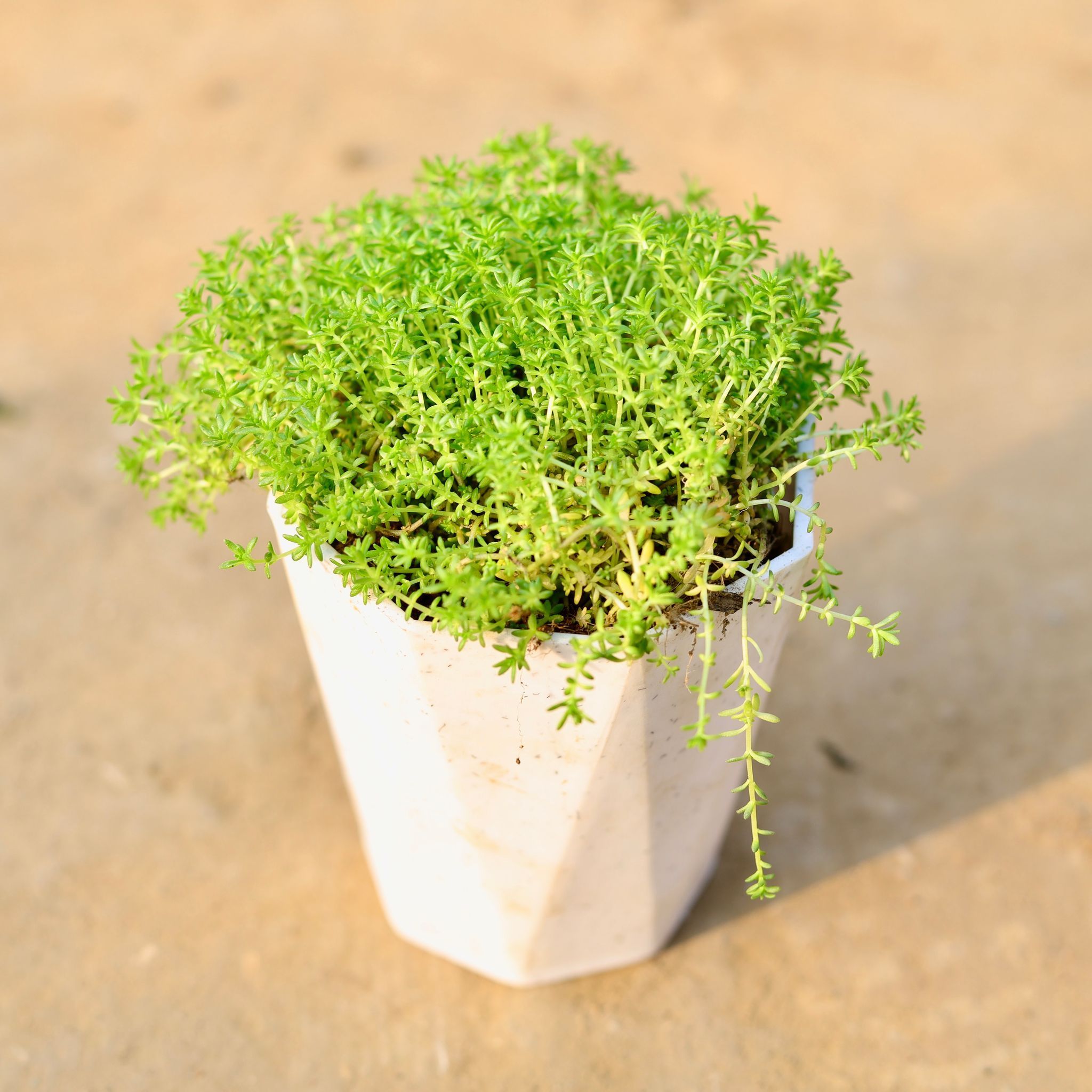 Moss Green Succulent in 4 inch Marble White Premium Diamanti Plastic Pot