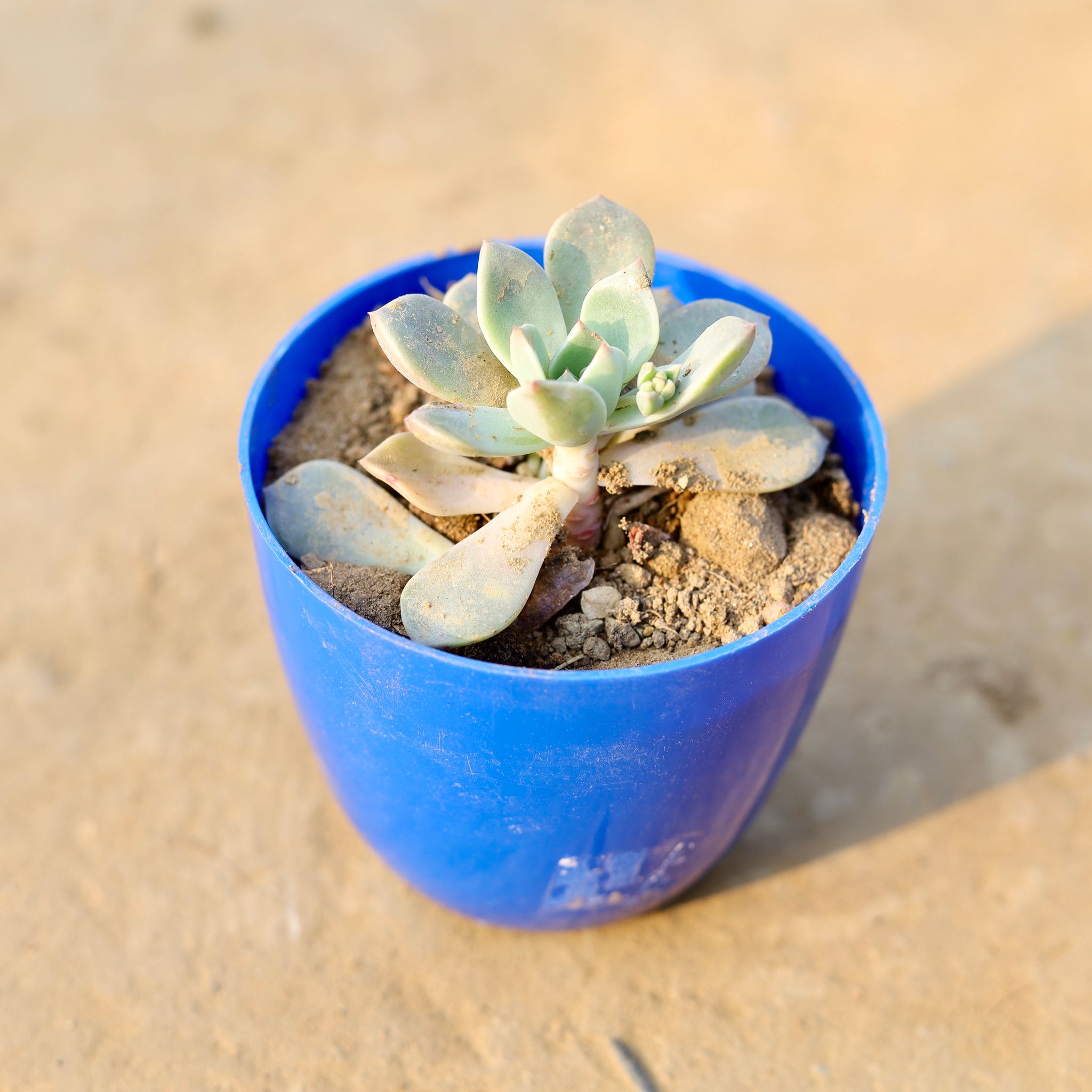 Echeveria Albicans Succulent in 4 Inch Blue Premium Orchid Round Plastic Pot