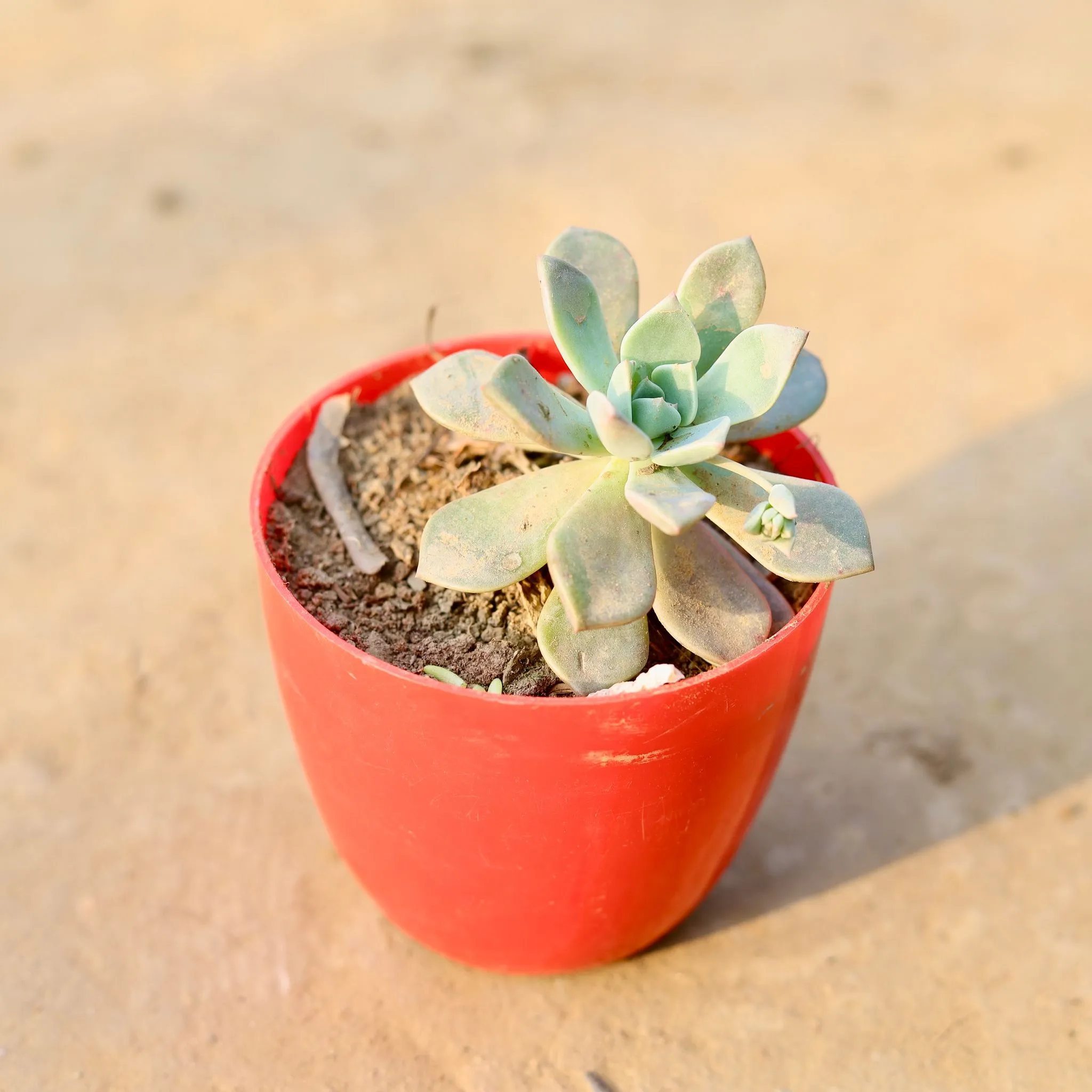 Echeveria Albicans Succulent in 4 Inch Red Premium Orchid Round Plastic Pot
