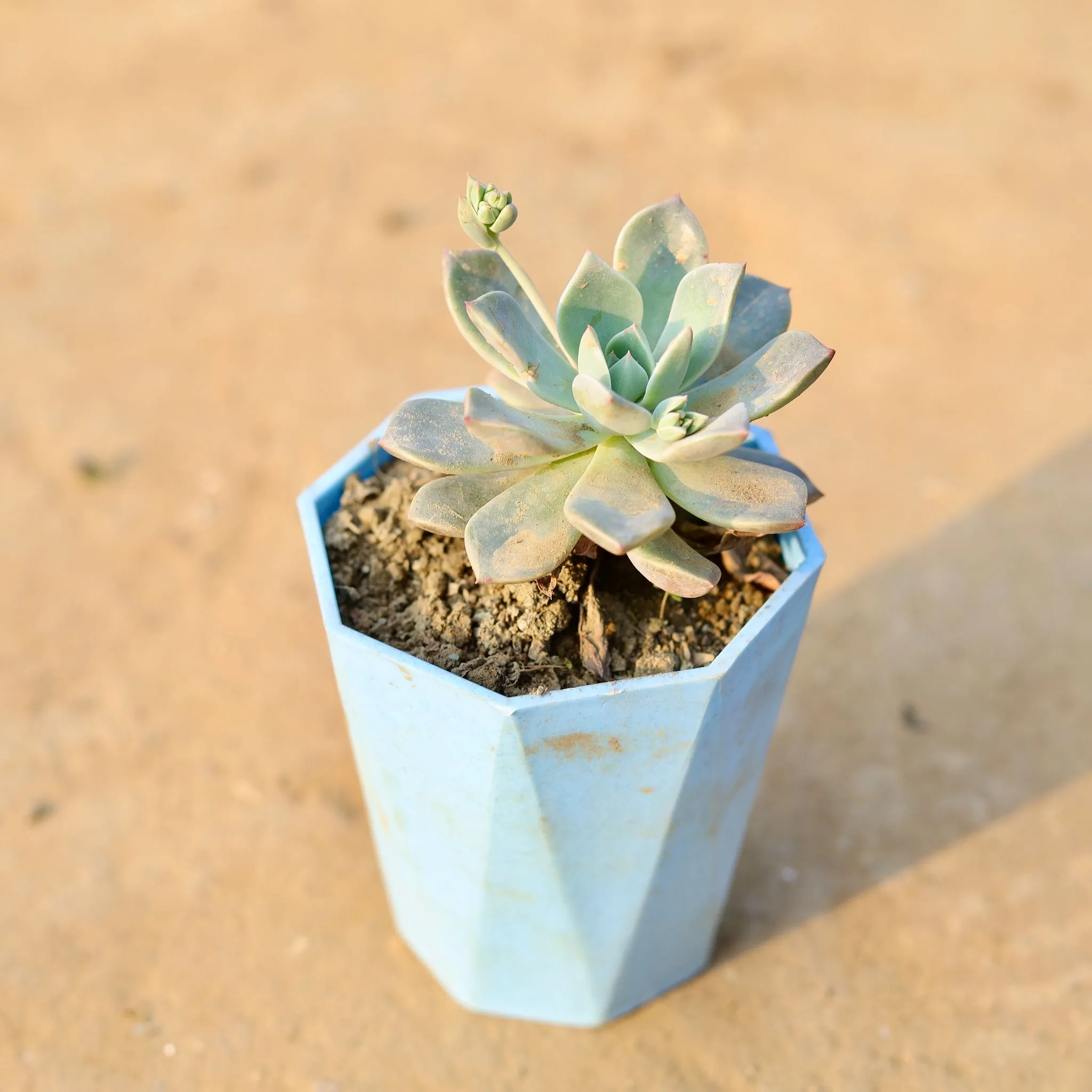 Echeveria Albicans Succulent in 4 Inch Blue Marble Premium Diamanti Plastic Pot