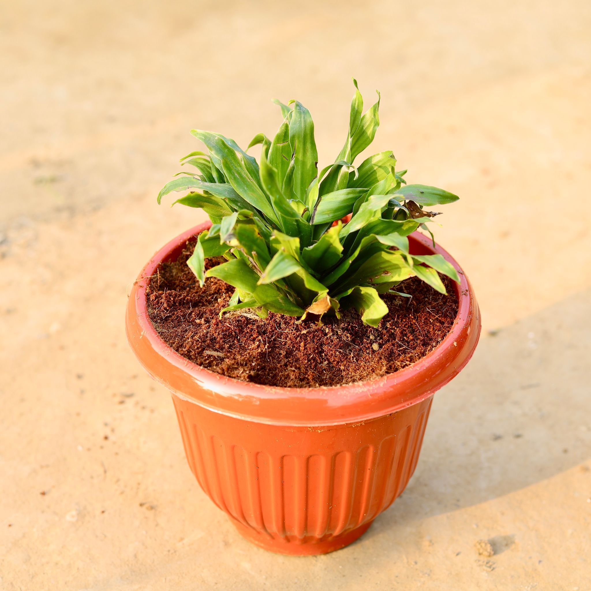 Dracaena Compacta in 8 Inch Terracotta Red Olive Plastic Pot