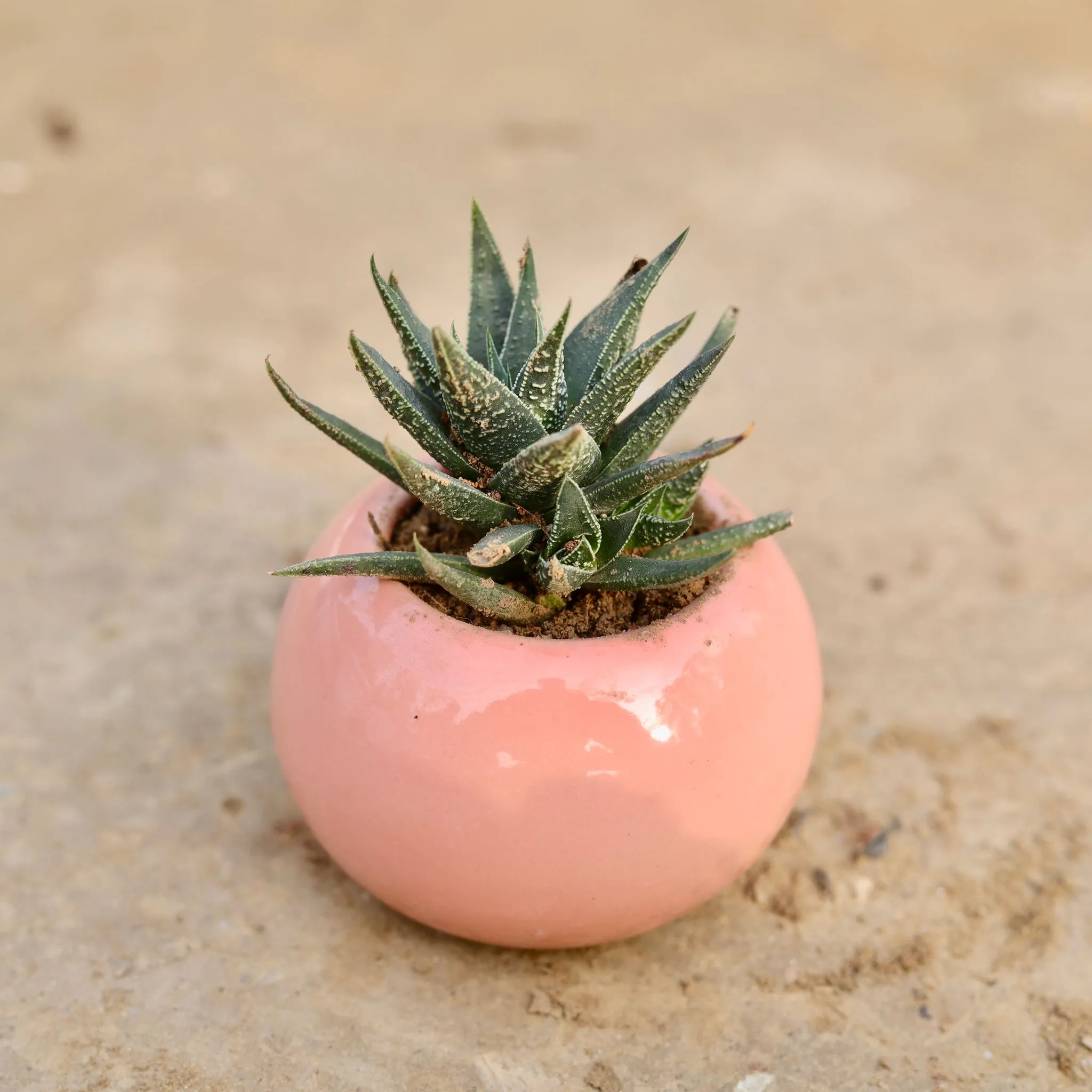 Haworthia Green Zebrina Succulent in 3 Inch Pink Classy Ball Ceramic Pot
