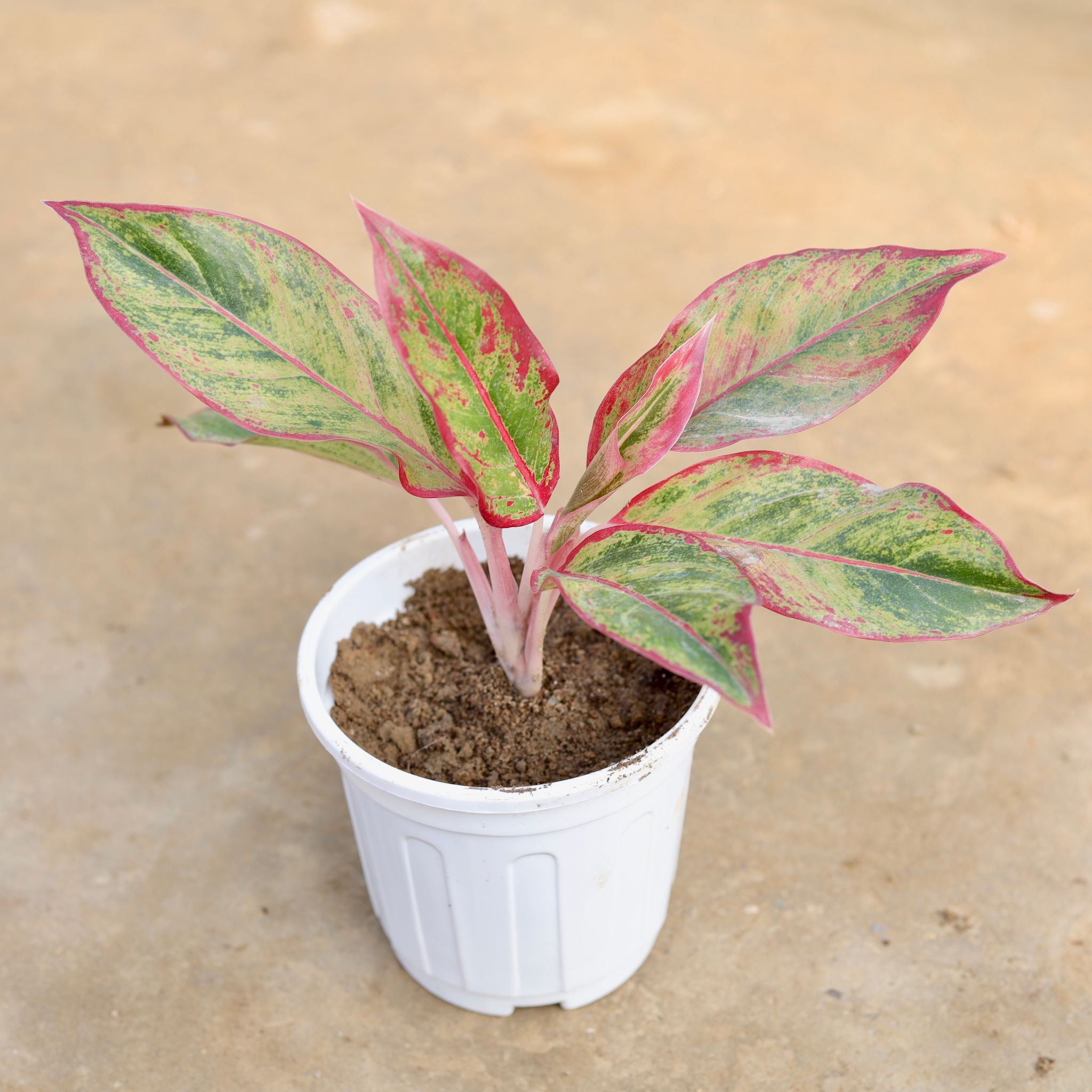 Aglaonema Lipstick in 6 Inch White Super Nursery Pot