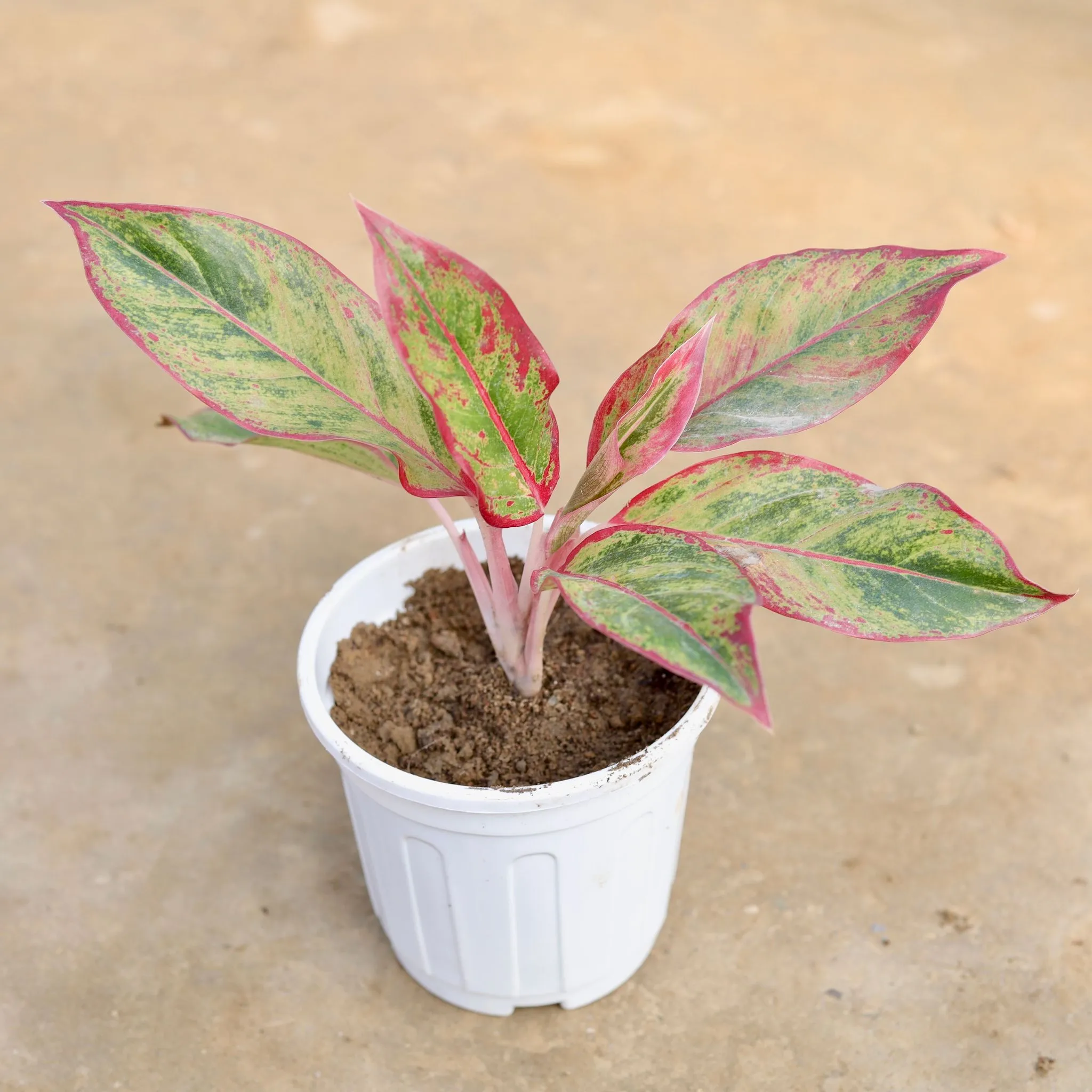 Aglaonema Lipstick in 6 Inch White Super Nursery Pot