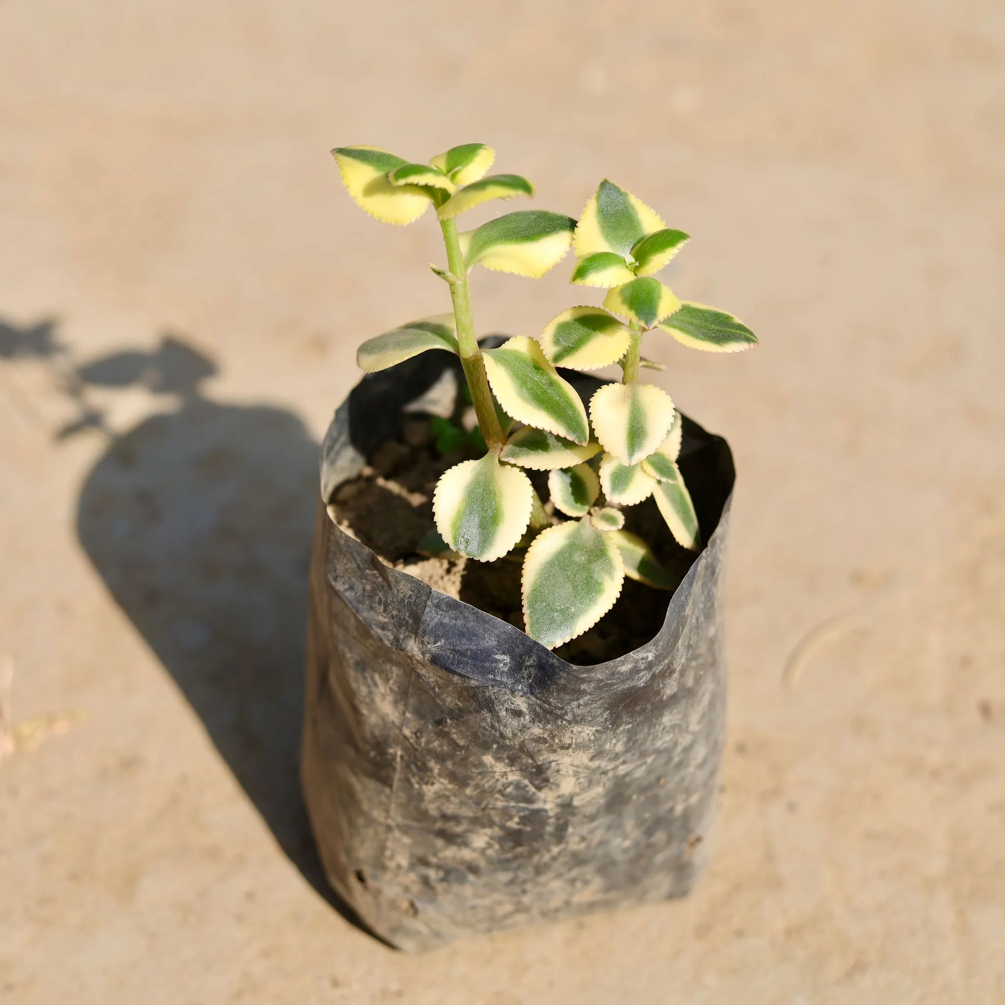 Crassula Sarmentosa in 3 inch Nursery Bag