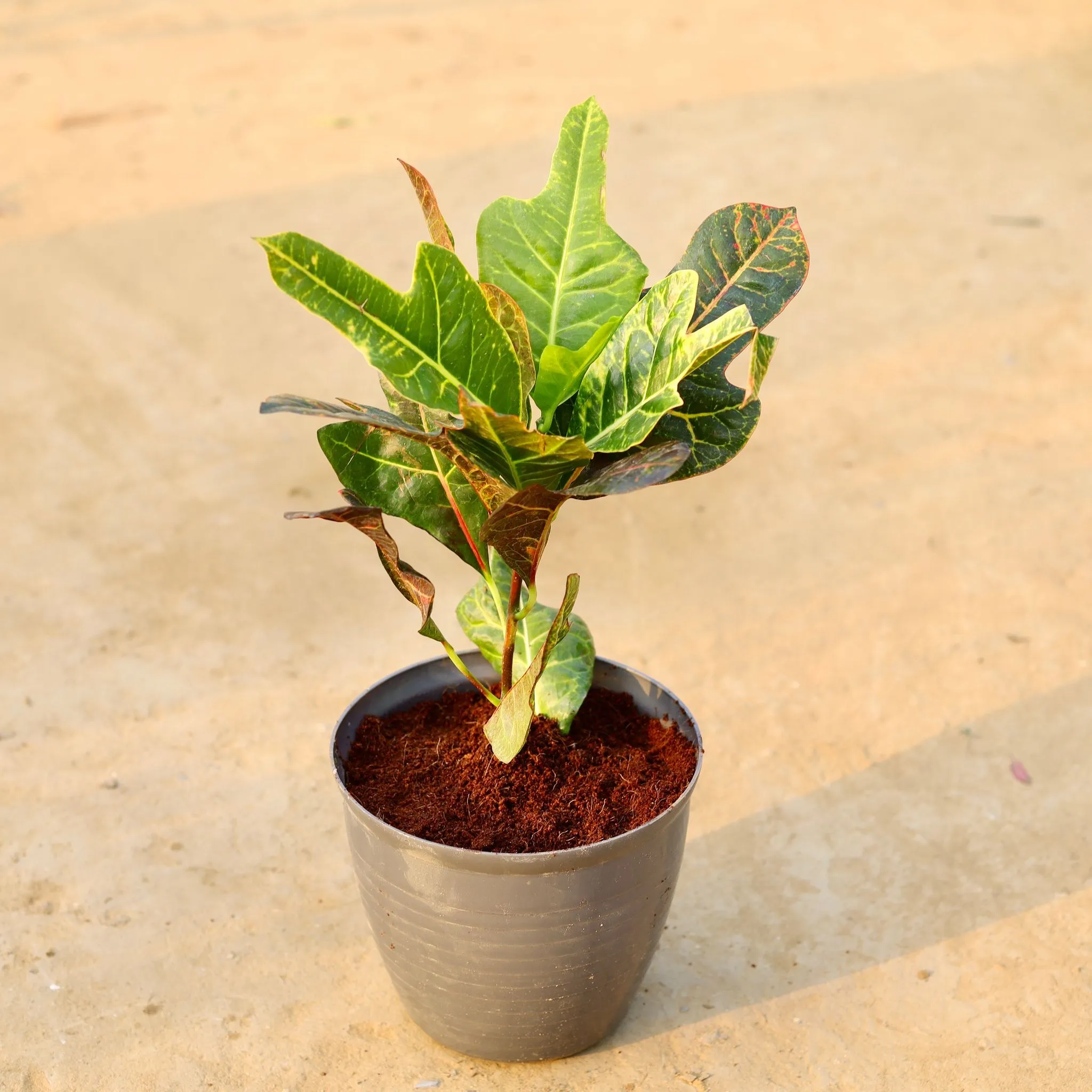 Croton Oakleaf in 08 Inch Grey Premium Milo Round Plastic Pot