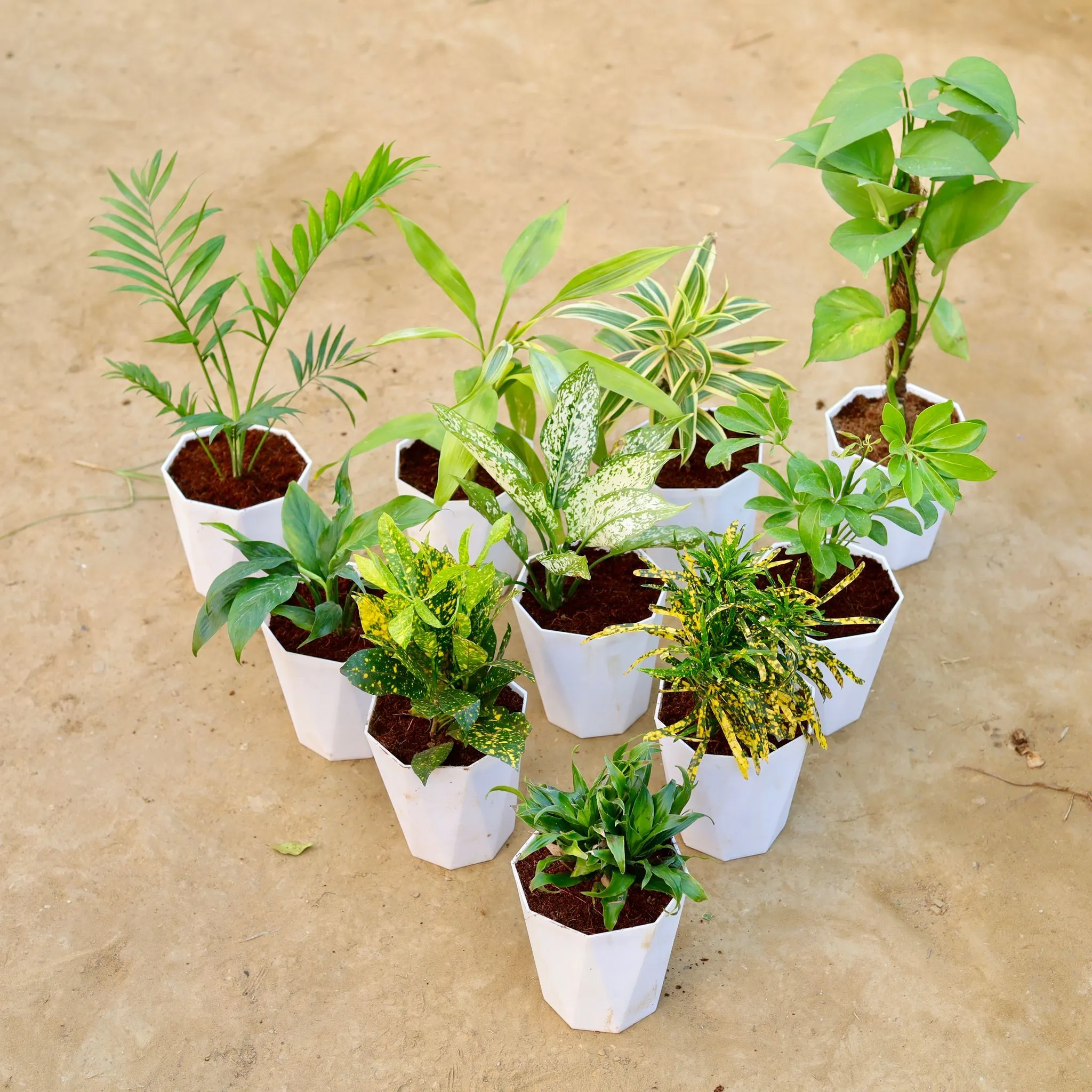 The Green Grandeur - Chameadorea Palm, Lucky Bamboo, Song of India, Money Plant with Moss Stick, Peace Lily, Aglaonema Snow White, Schefflera Green, Baby Croton, Chironji Croton & Dracaena Compacta in 6 Inch Marble White Premium Diamanti Plastic Pot