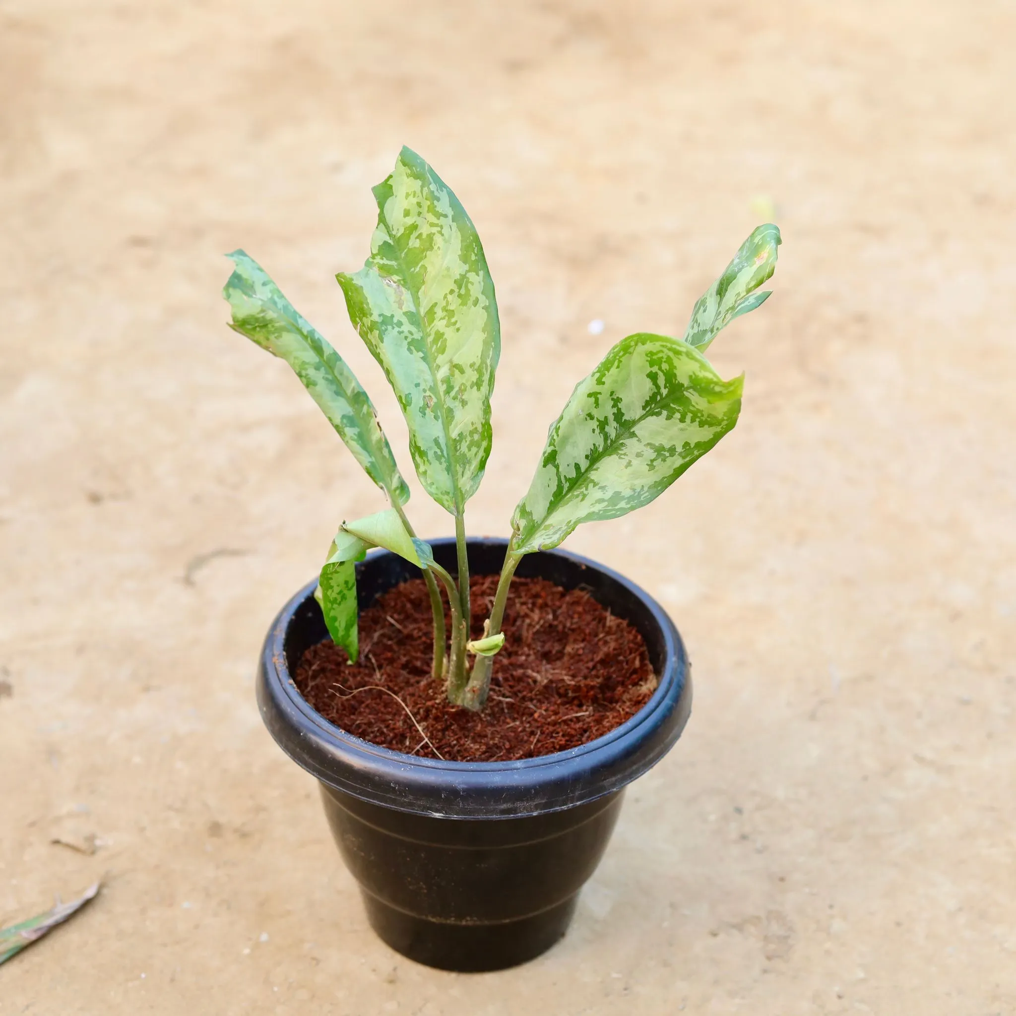 Aglaonema Silver King in 8 Inch Black Classy Plastic Pot