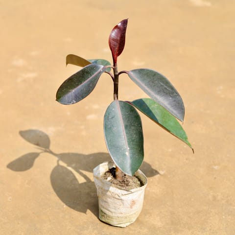 Rubber Black in 3 inch Nursery Bag